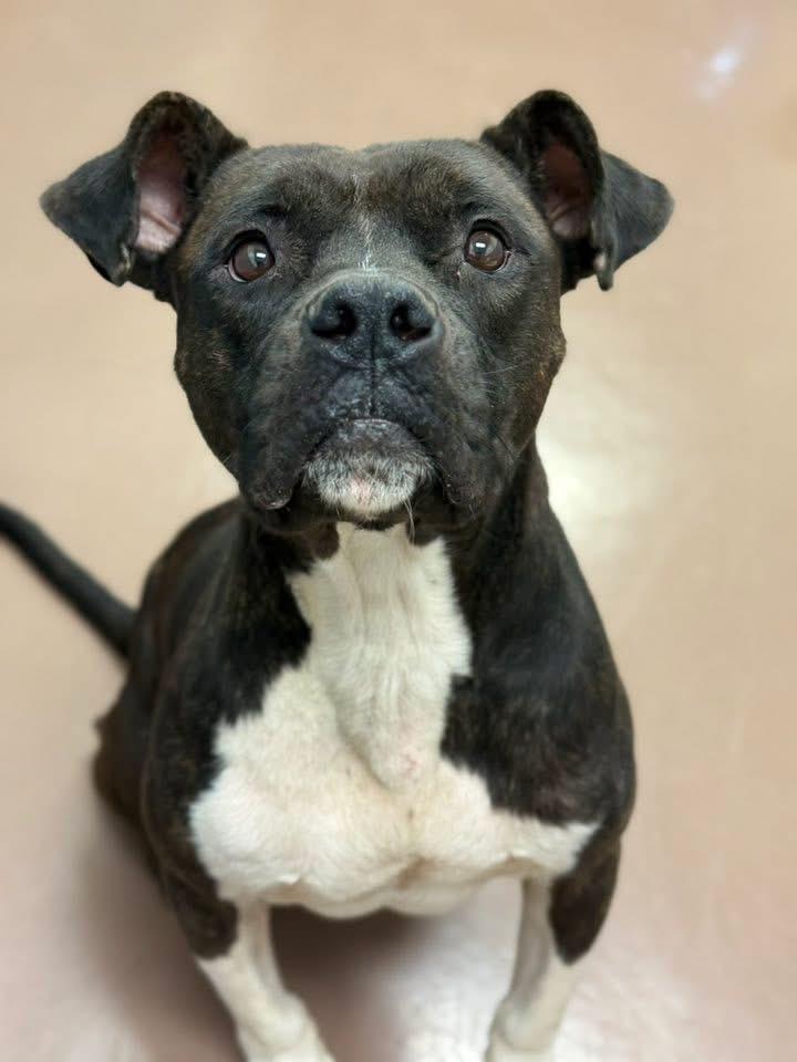 Strauss, ADOPTABLE, Adult Male Pit Bull Terrier.