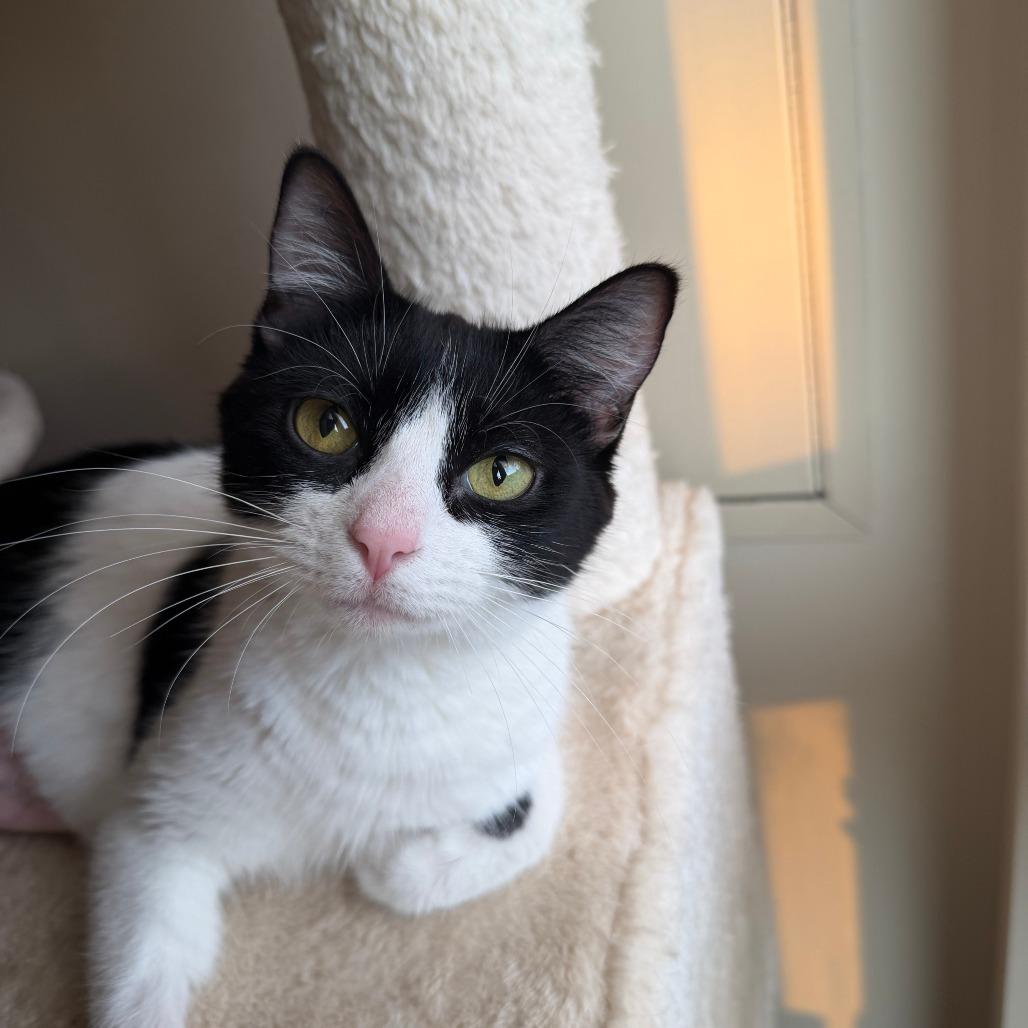 Enlarge Allison Cat C69734, a Adoptable Domestic Short Hair in Minnetonka, MN image 1/6