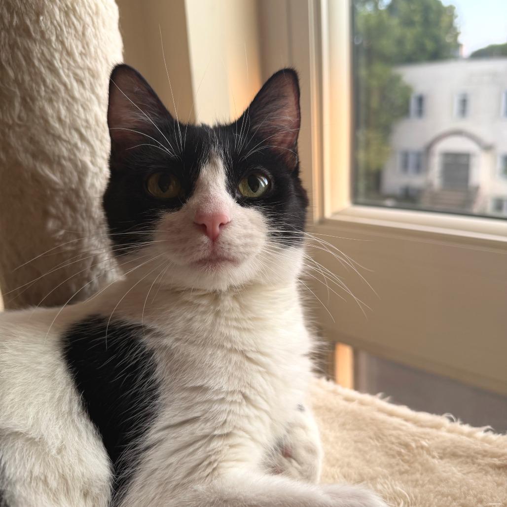 Enlarge Allison Cat C69734, a Adoptable Domestic Short Hair in Minnetonka, MN image 2/6