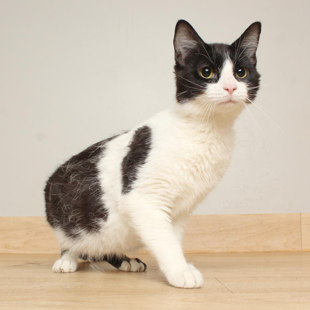 Enlarge Allison Cat C69734, a Adoptable Domestic Short Hair in Minnetonka, MN image 3/6