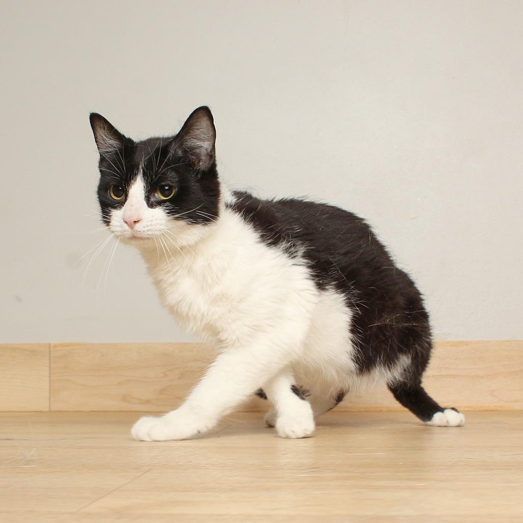 Enlarge Allison Cat C69734, a Adoptable Domestic Short Hair in Minnetonka, MN image 4/6