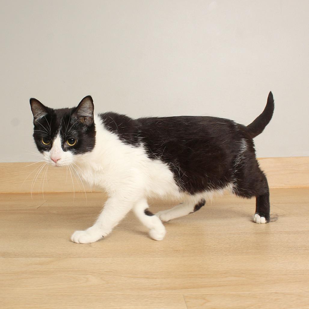 Enlarge Allison Cat C69734, a Adoptable Domestic Short Hair in Minnetonka, MN image 5/6