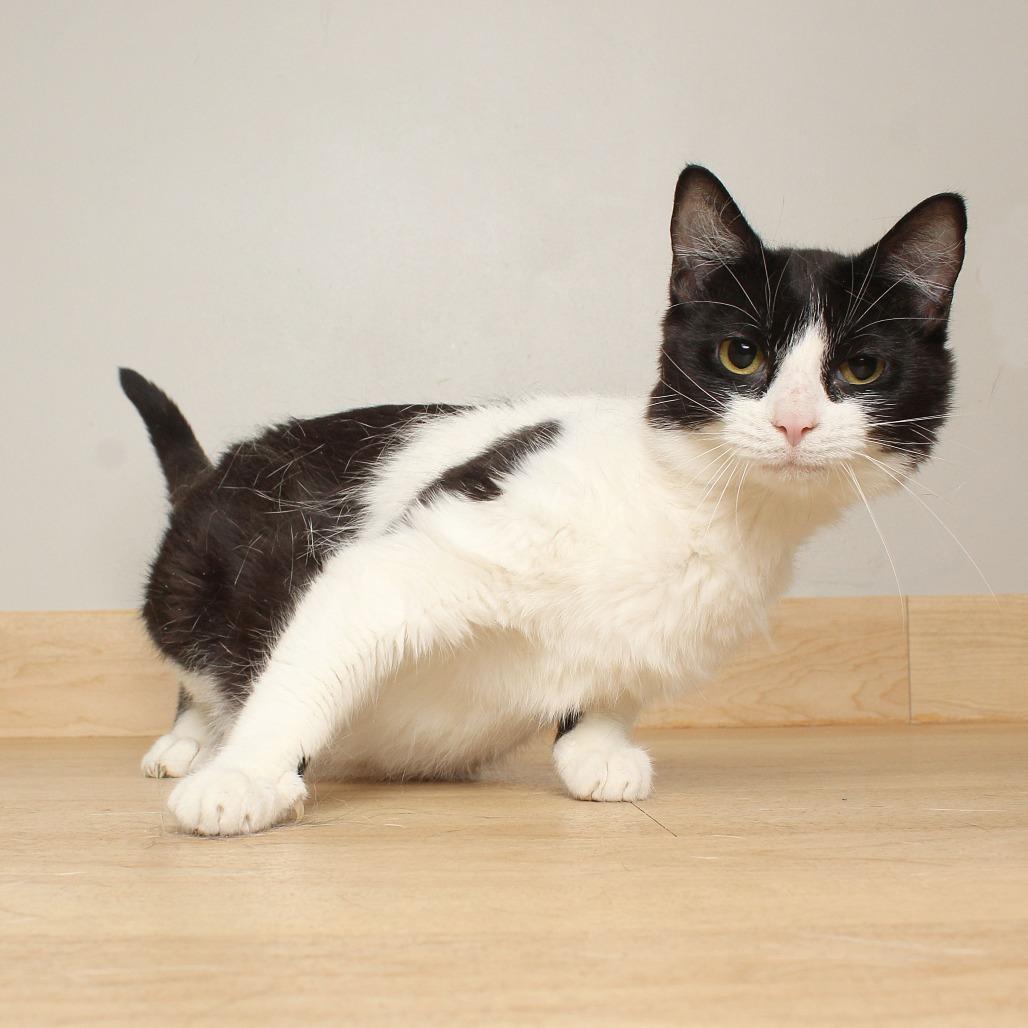 Enlarge Allison Cat C69734, a Adoptable Domestic Short Hair in Minnetonka, MN image 6/6