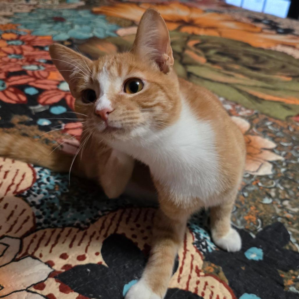 Enlarge Pork Chop Pete, a Adoptable Domestic Short Hair in Conway, AR image 1/5