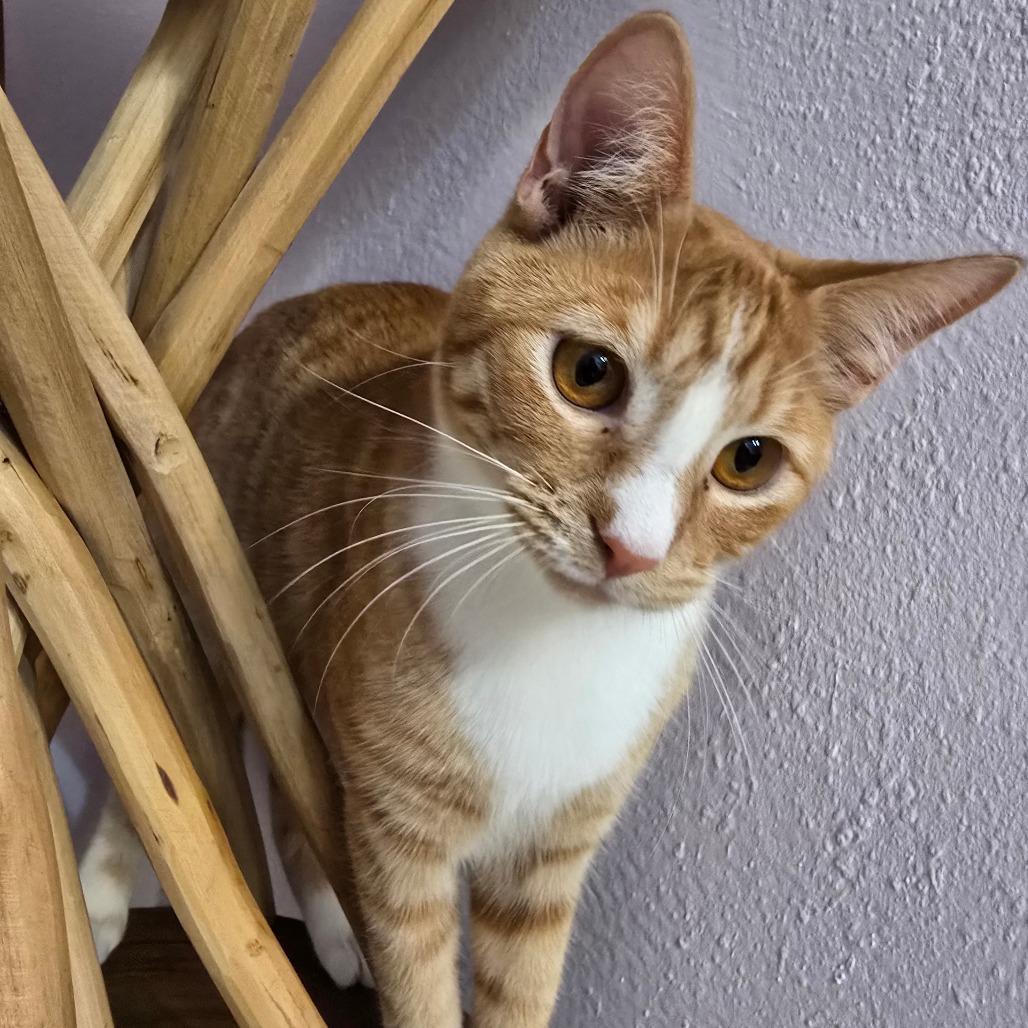 Enlarge Pork Chop Pete, a Adoptable Domestic Short Hair in Conway, AR image 1/5