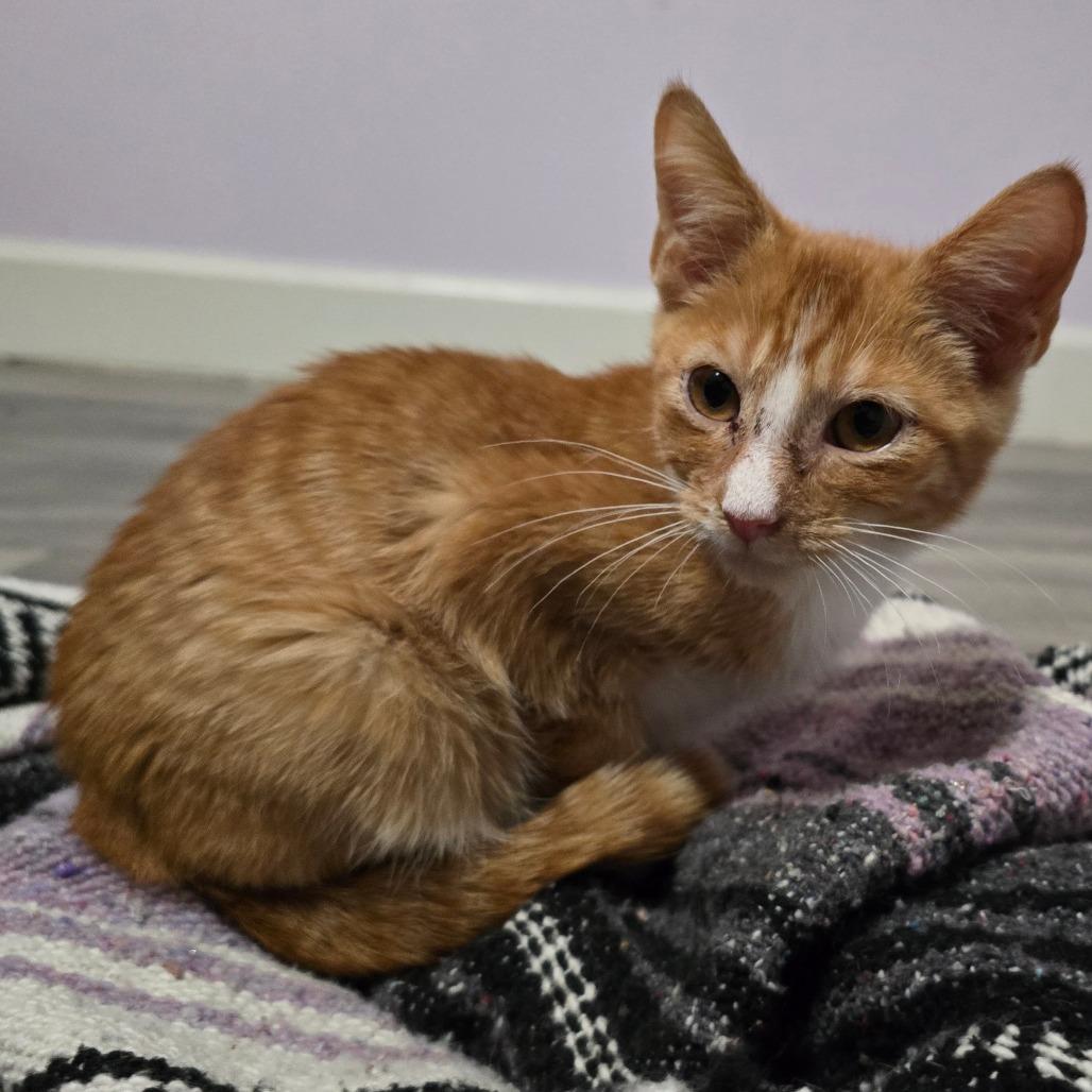 Enlarge Pork Chop Pete, a Adoptable Domestic Short Hair in Conway, AR image 3/5