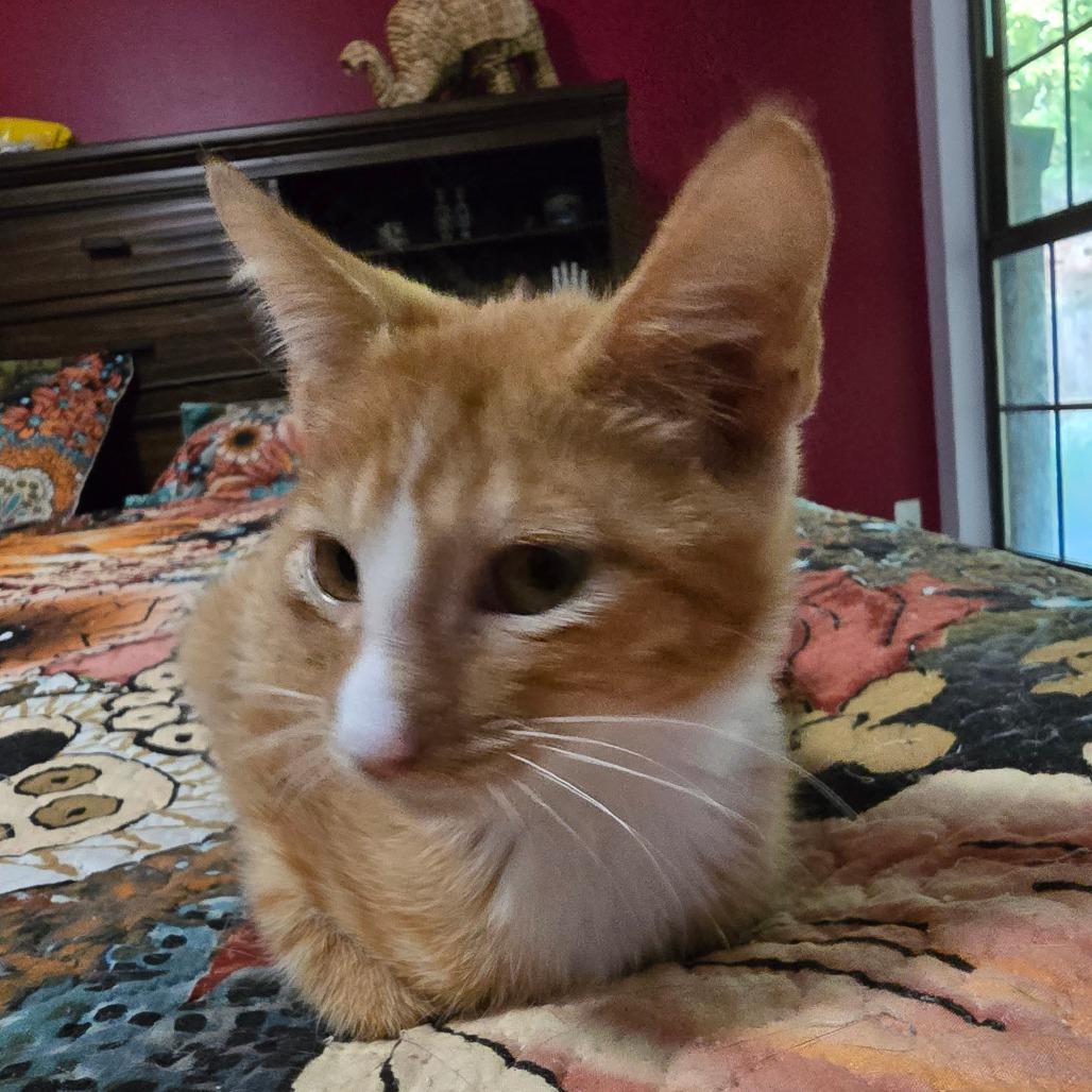 Enlarge Pork Chop Pete, a Adoptable Domestic Short Hair in Conway, AR image 4/5