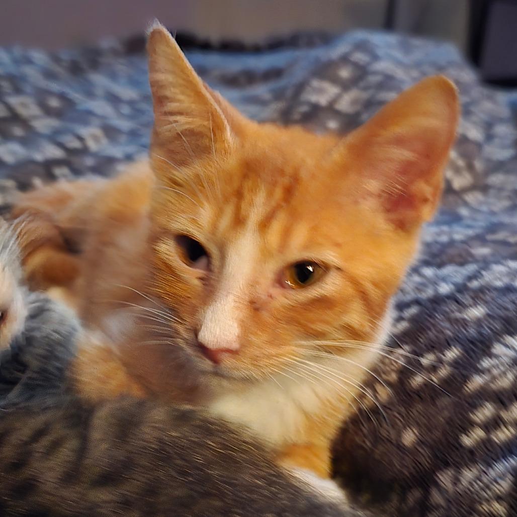 Enlarge Pork Chop Pete, a Adoptable Domestic Short Hair in Conway, AR image 5/5