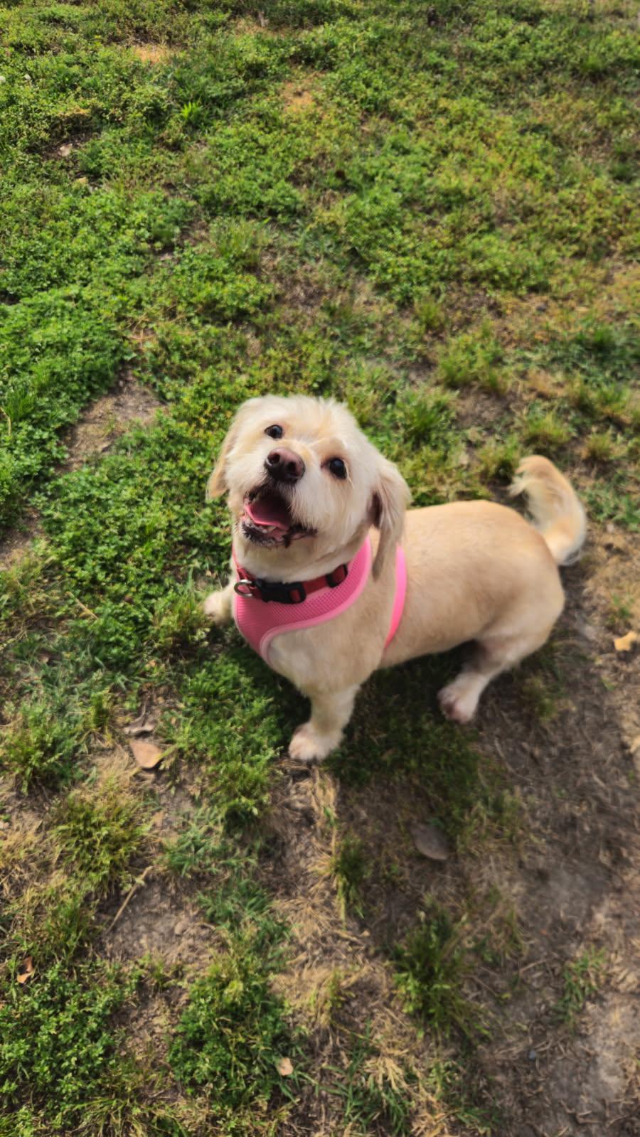 Enlarge Danny Boy, a ADOPTABLE Glen of Imaal Terrier in Burgaw, NC image 3/4