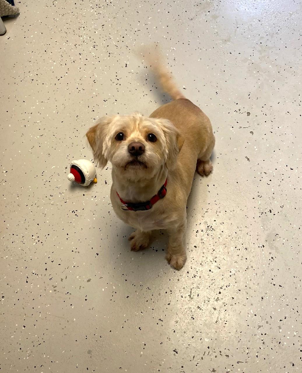 Danny Boy, ADOPTABLE, Senior Male Glen of Imaal Terrier.