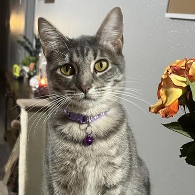 Linus & Pearl — thumbnail 6