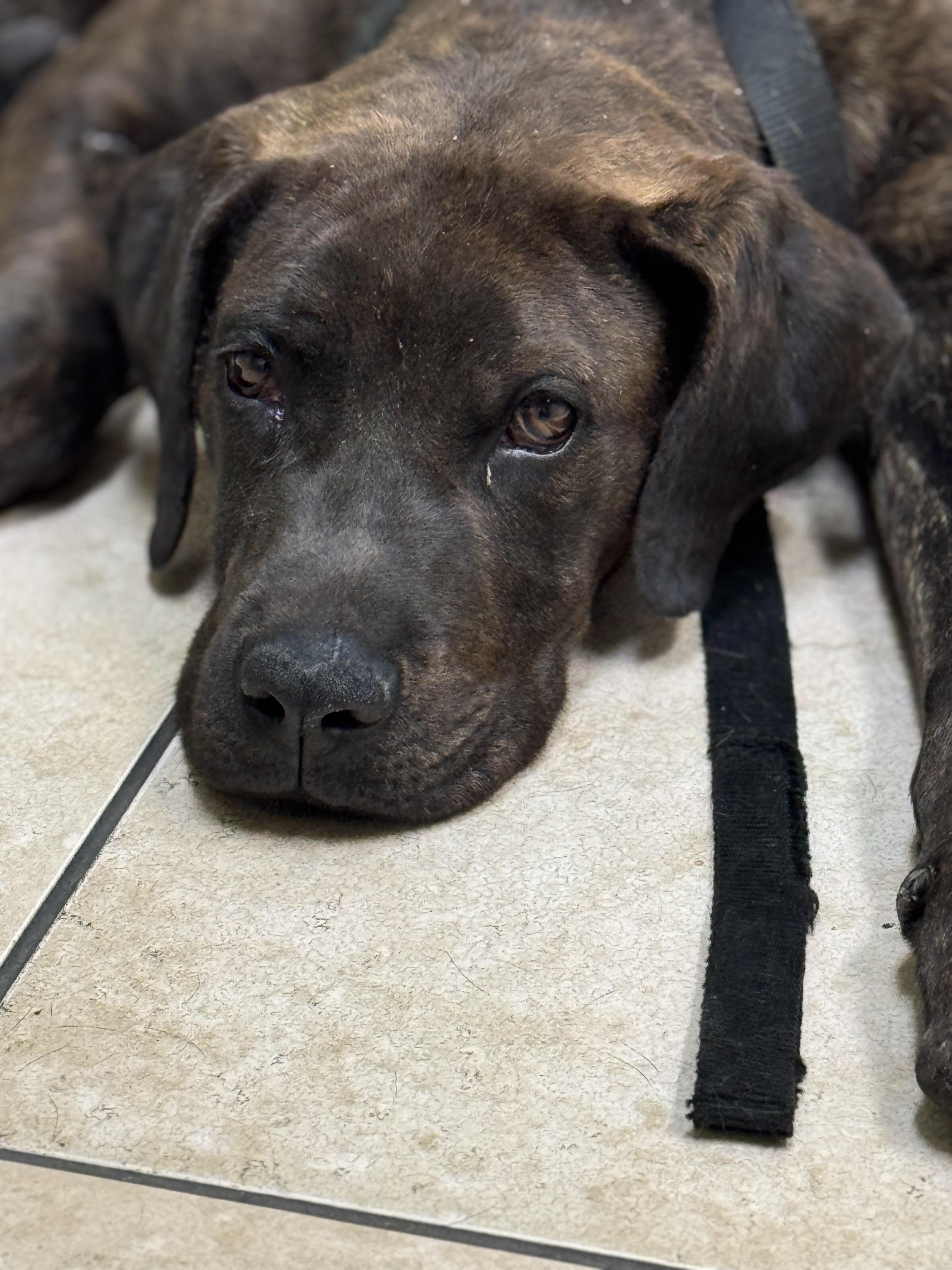 Enlarge Scrappy, a Adoptable mixed breed in Hesperia, CA image 4/6