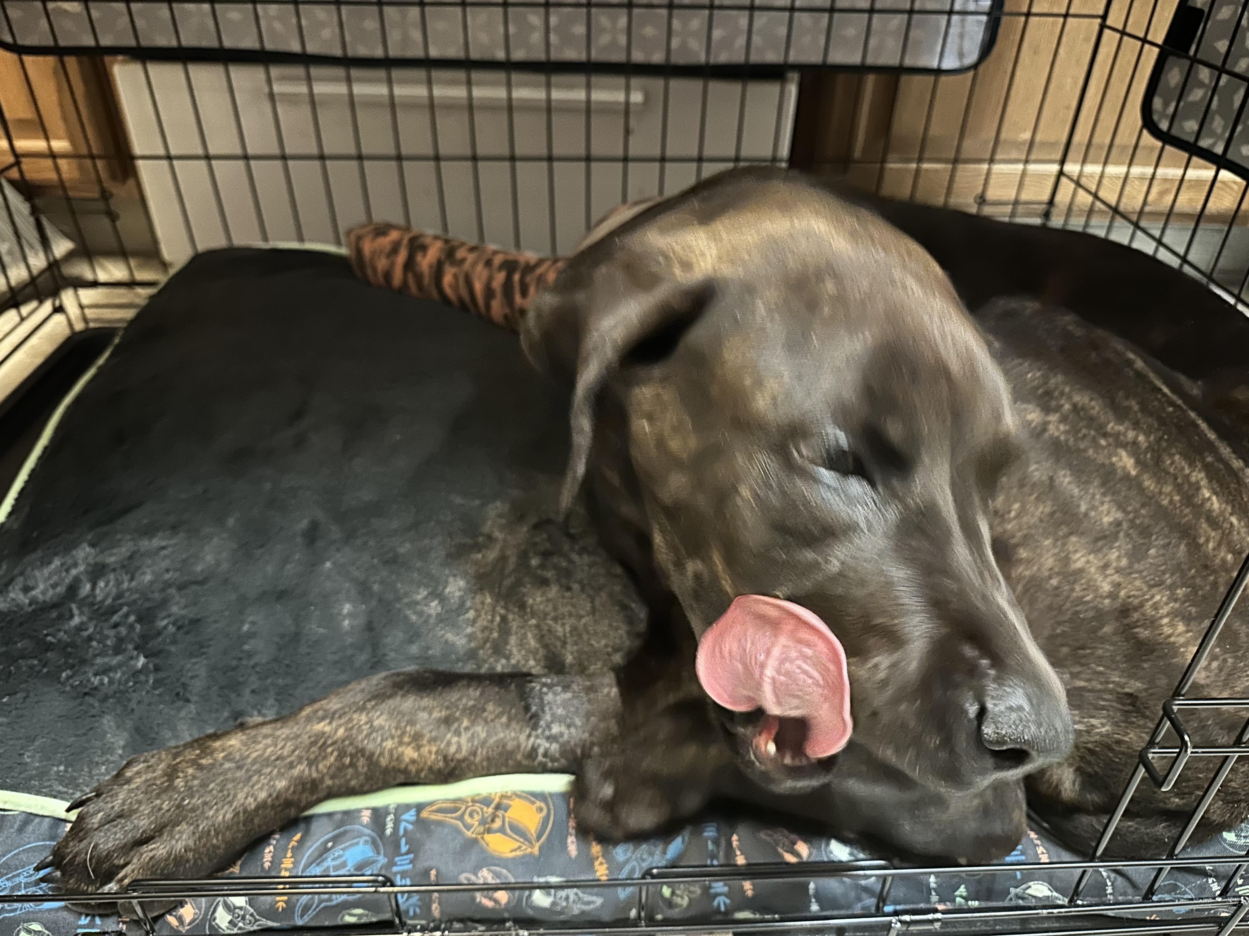 Enlarge Scrappy, a Adoptable mixed breed in Hesperia, CA image 1/6