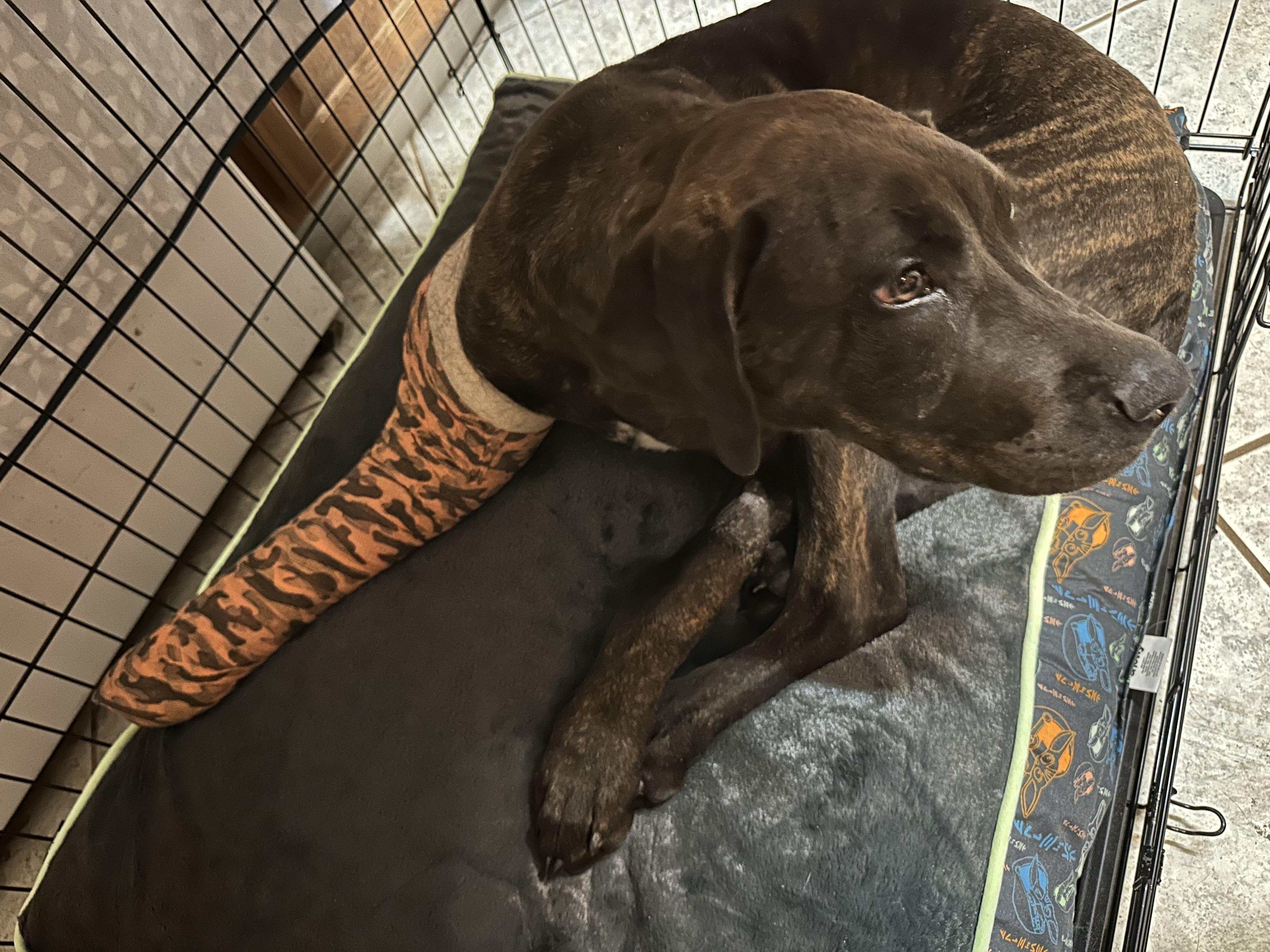 Enlarge Scrappy, a Adoptable mixed breed in Hesperia, CA image 2/6