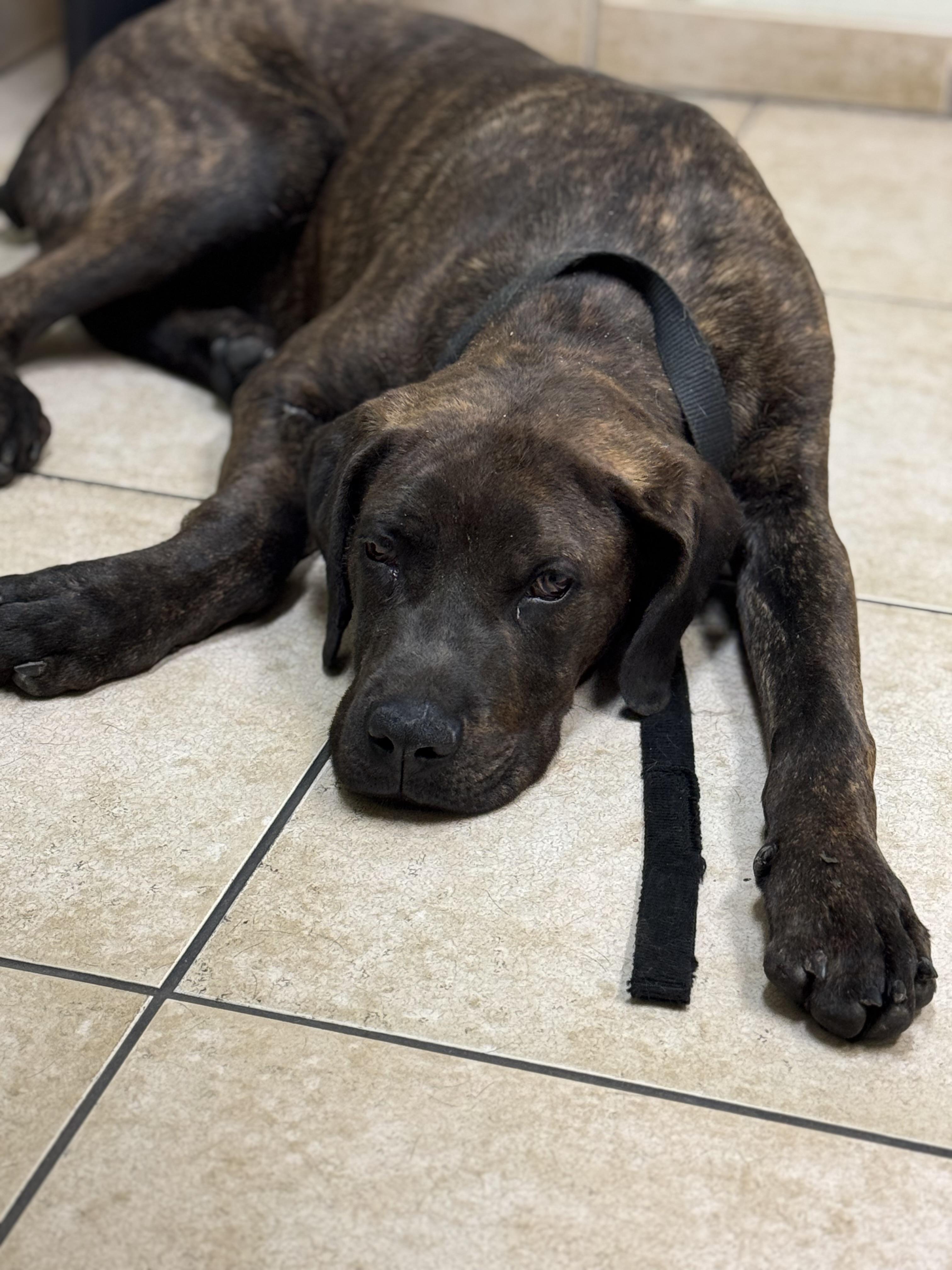Enlarge Scrappy, a Adoptable mixed breed in Hesperia, CA image 3/6