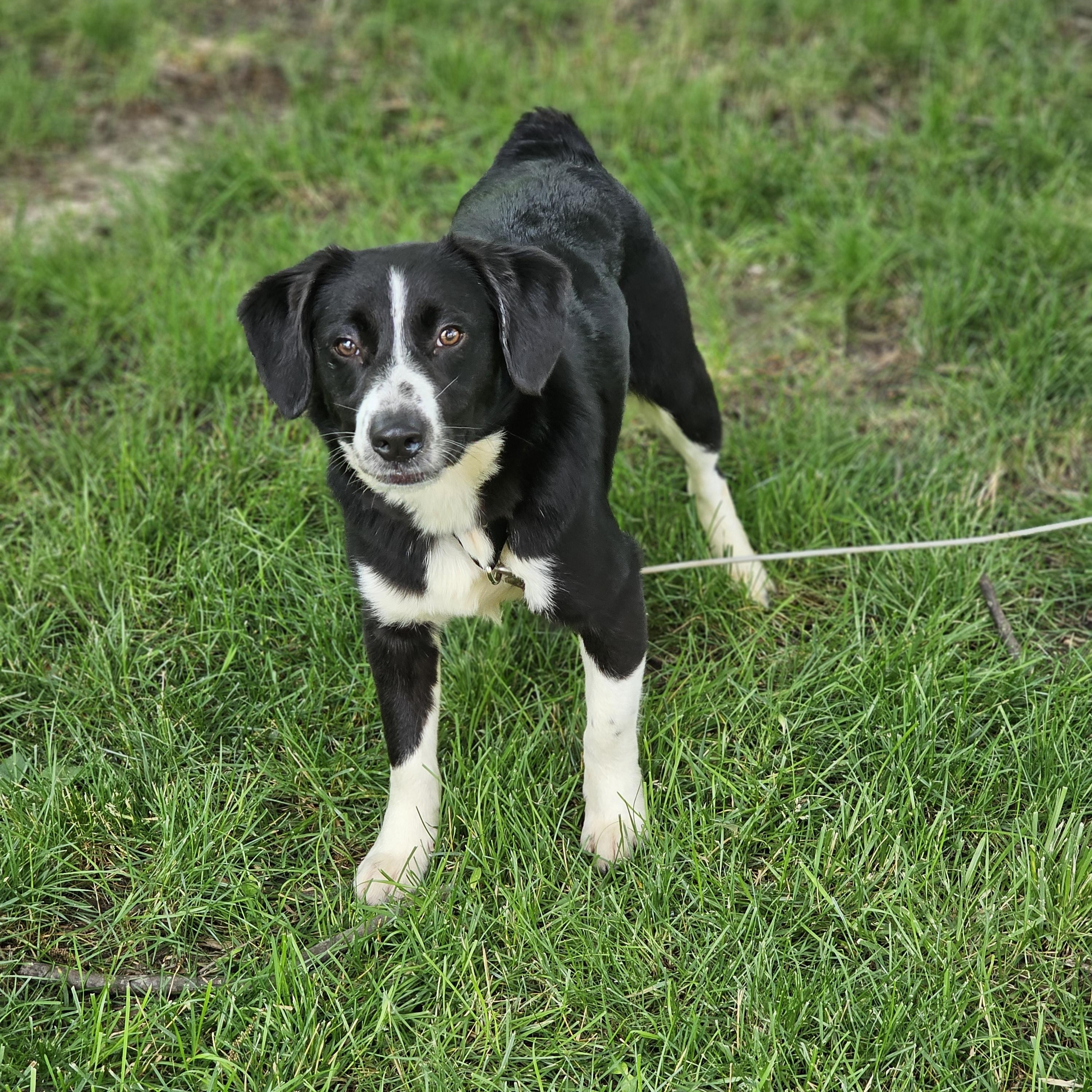 Petey Springfield, Adoptable, Young Male Cardigan Welsh Corgi.
