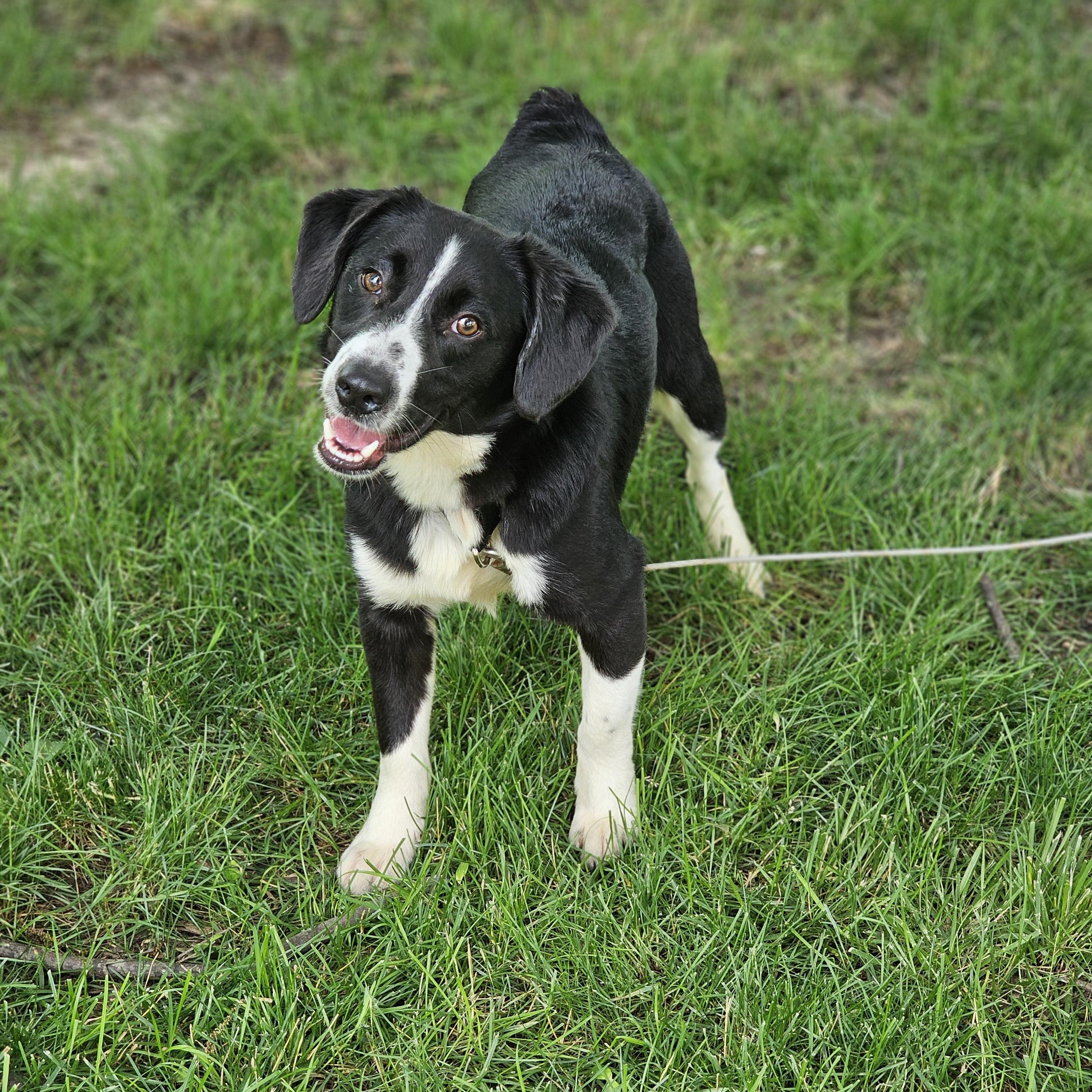 Petey Springfield, a Adoptable mixed breed in Springfield , IL image 6/6