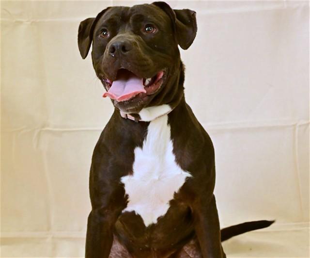 BARON, Adoptable, Young Male Pit Bull Terrier & Labrador Retriever.