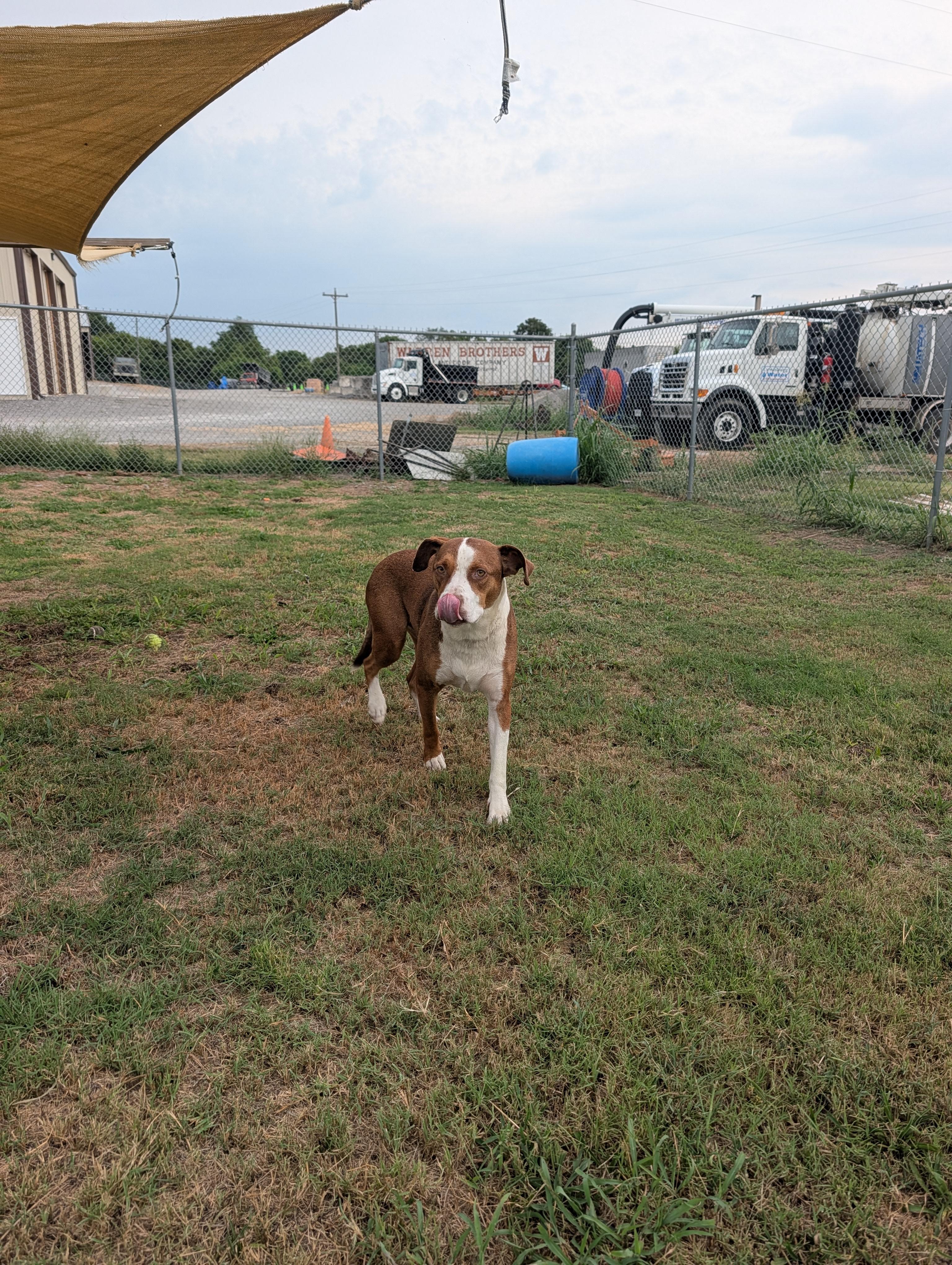 Enlarge Woody, a Adoptable mixed breed in Lewisburg, TN image 2/4