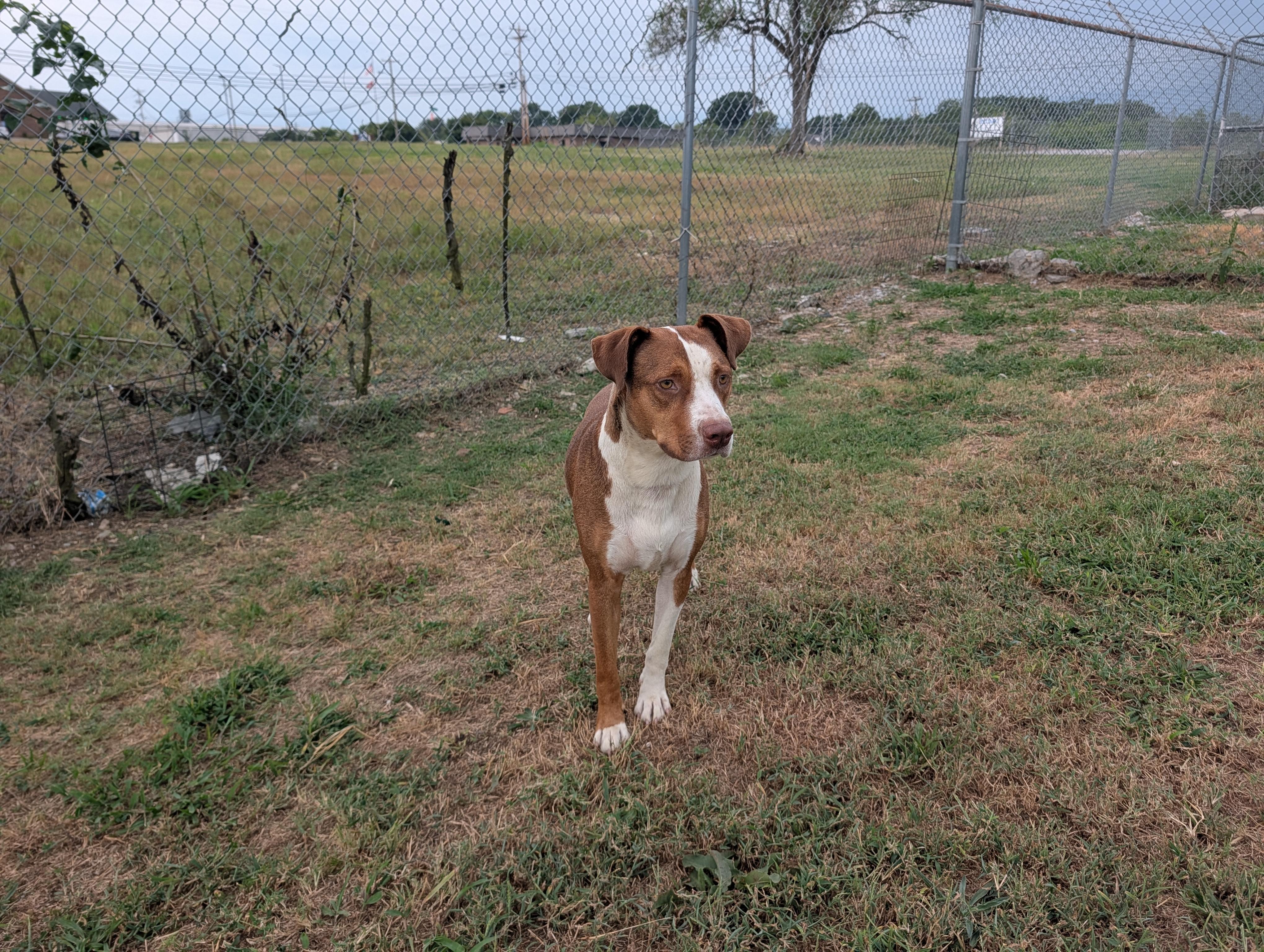 Enlarge Woody, a Adoptable mixed breed in Lewisburg, TN image 4/4
