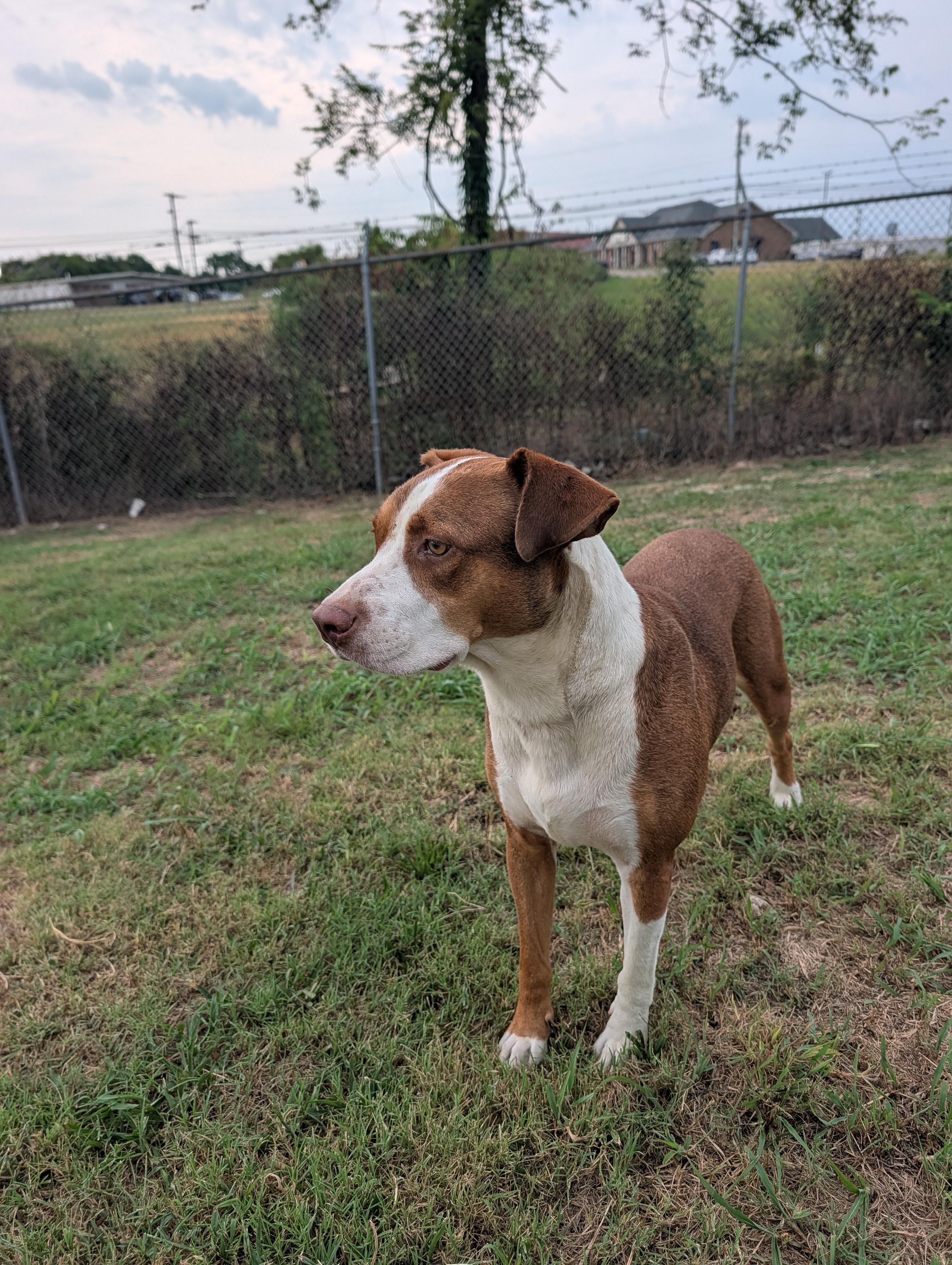 Enlarge Woody, a Adoptable mixed breed in Lewisburg, TN image 1/4