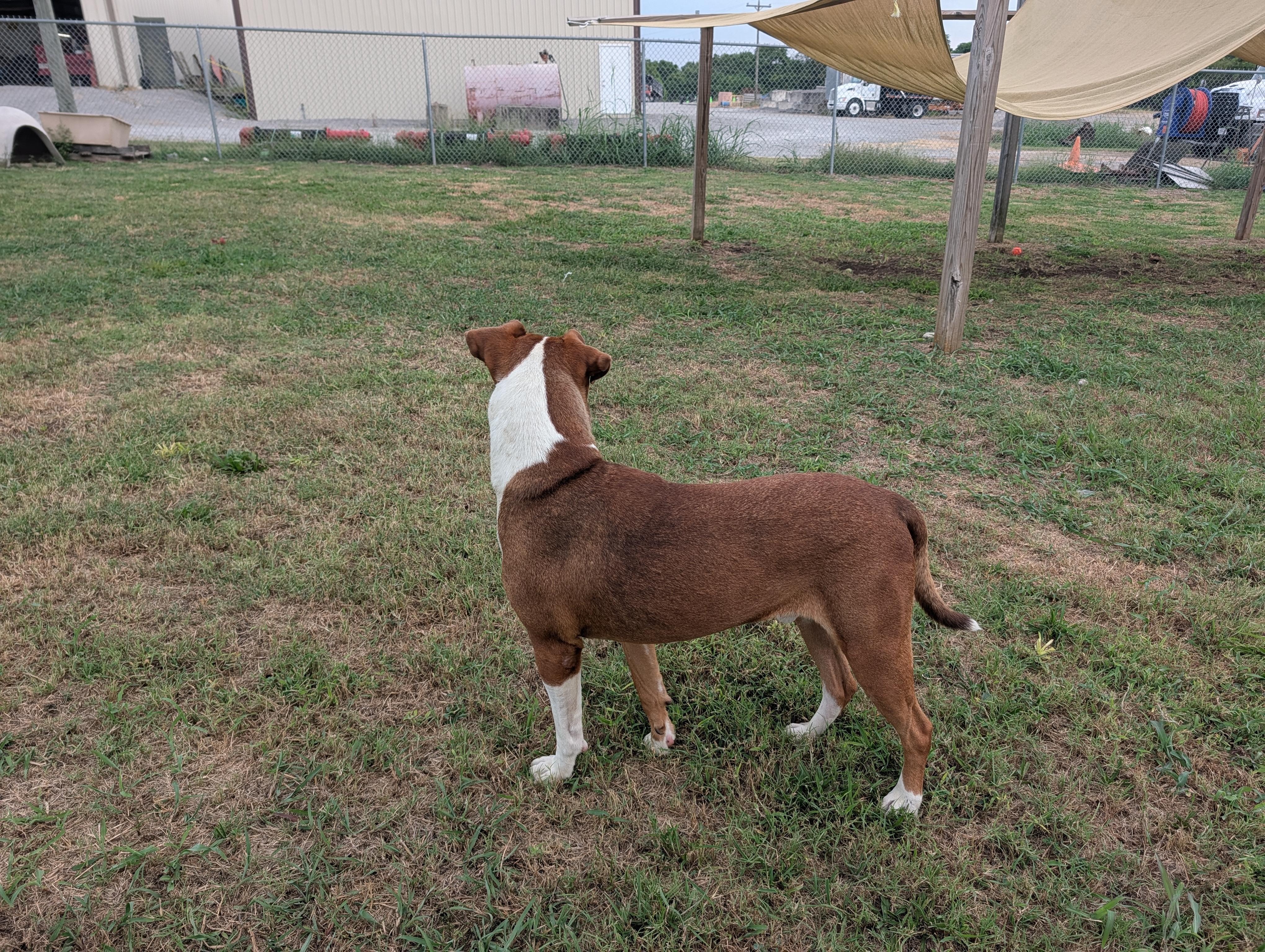 Enlarge Woody, a Adoptable mixed breed in Lewisburg, TN image 3/4