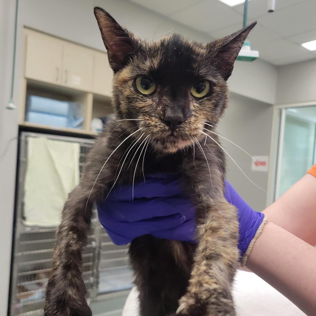 Weeble, Adoptable, Adult Female Domestic Short Hair.