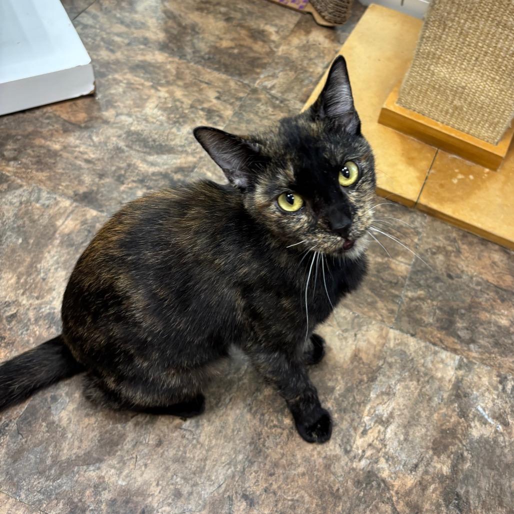 Weeble, a Adoptable Domestic Short Hair in Westminster, CA image 3/3