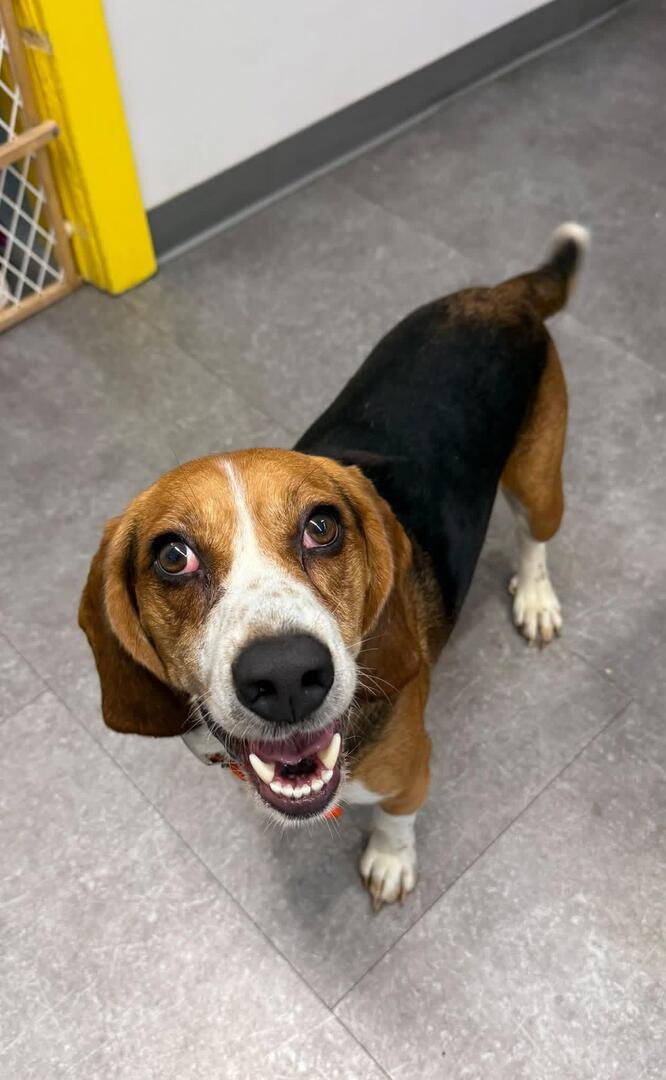 Preacher, ADOPTABLE, Adult Male Beagle.