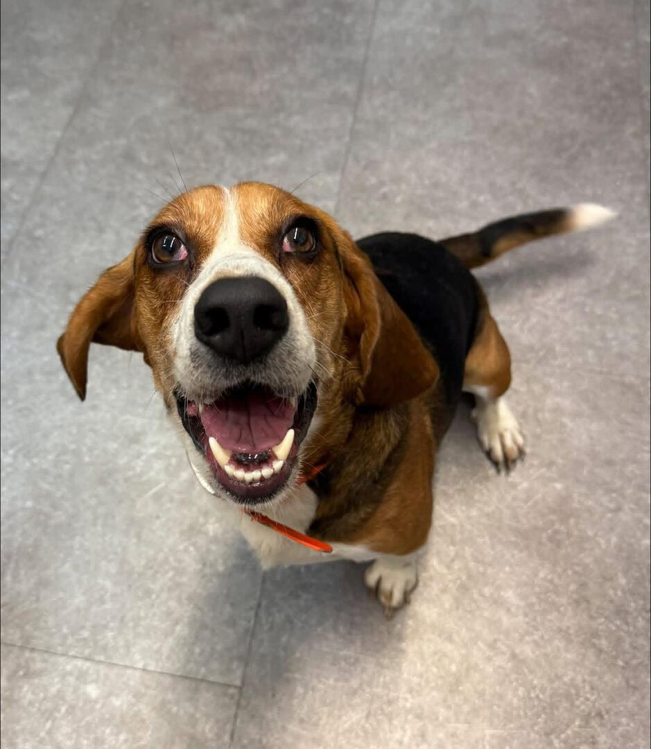 Enlarge Preacher, a ADOPTABLE Beagle in Delhi, NY image 2/2
