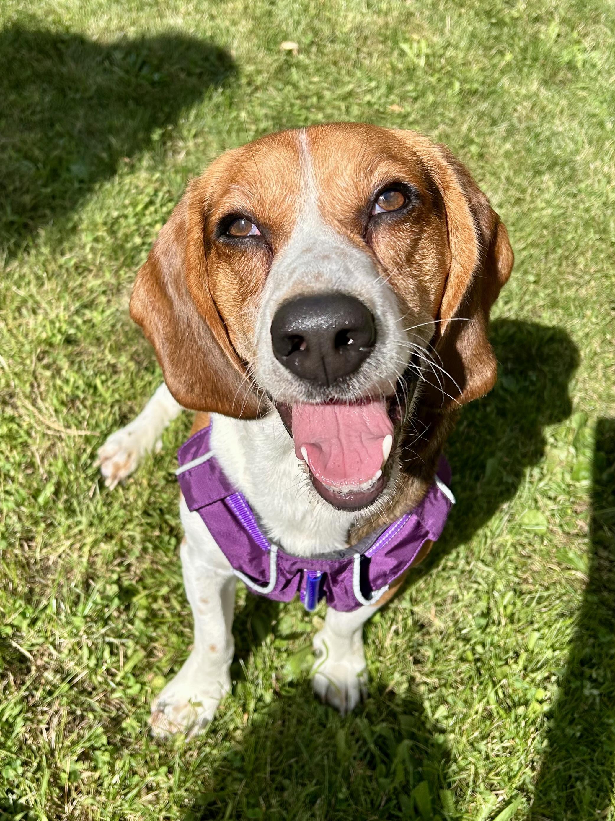 Preacher, Adoptable, Adult Male Beagle.