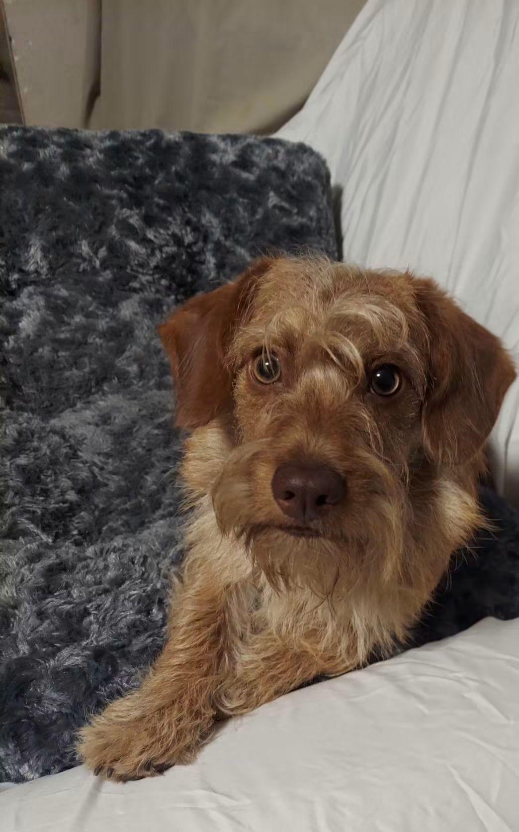 Enlarge Zeus, a Adoptable mixed breed in Oakland, CA image 2/6