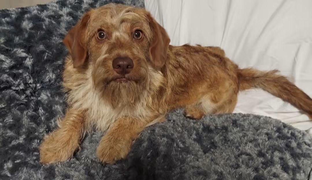 Enlarge Zeus, a Adoptable mixed breed in Oakland, CA image 3/6