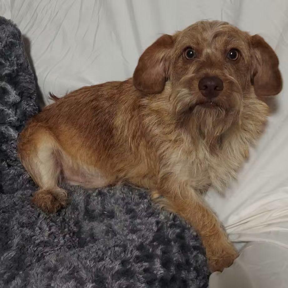 Enlarge Zeus, a Adoptable mixed breed in Oakland, CA image 6/6
