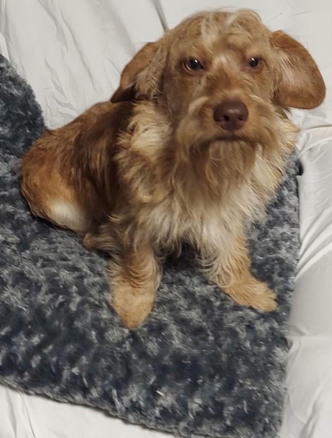 Zeus, Adoptable, Young Male Dachshund.