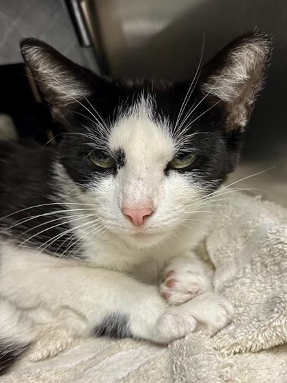 Isadora, a Adoptable mixed breed in Wichita, KS image 2/2
