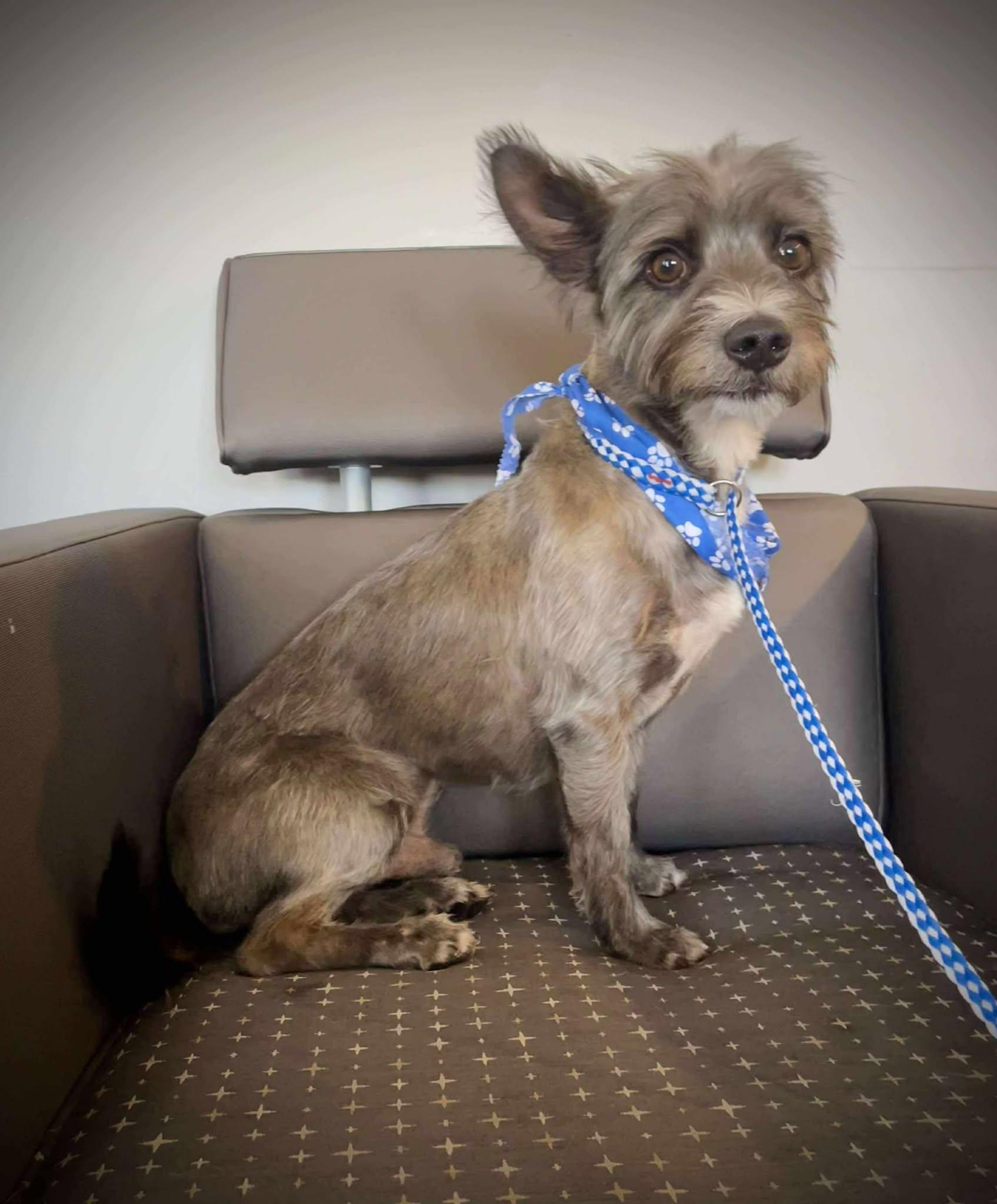 Cohen, Young Male Schnauzer