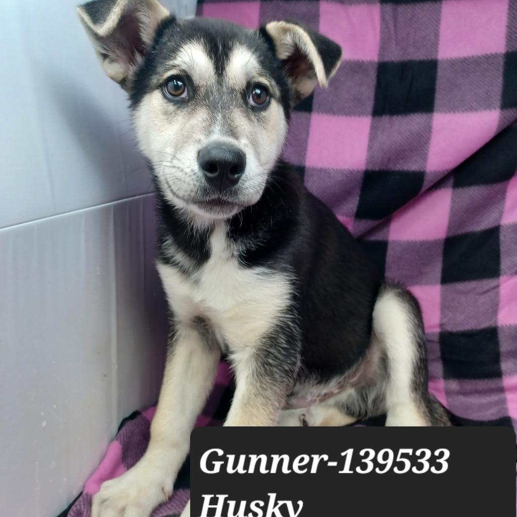 Gunner, Adoptable, Puppy Male Husky.