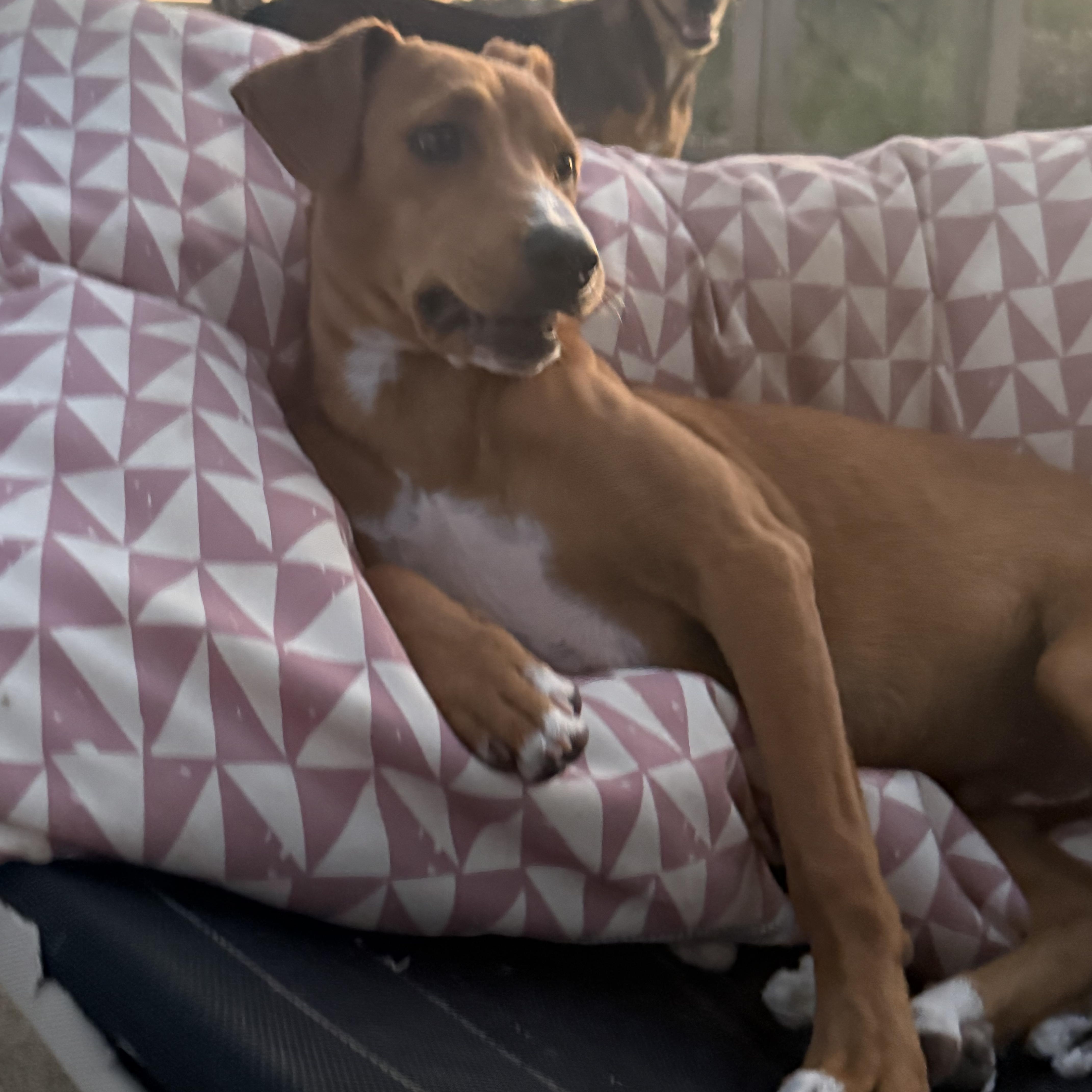 River, a ADOPTABLE mixed breed in San Diego, CA image 6/6