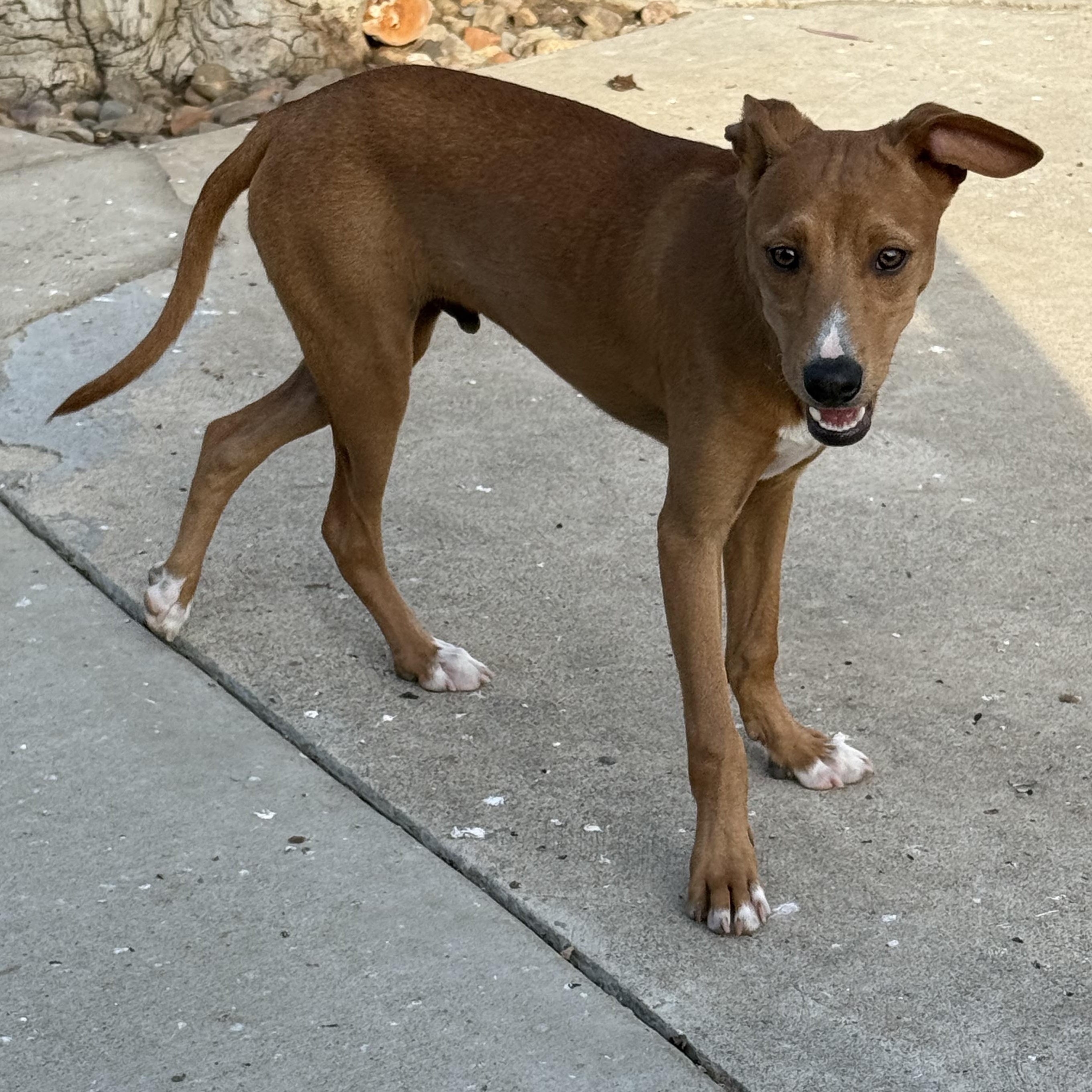 River, a ADOPTABLE mixed breed in San Diego, CA image 4/6