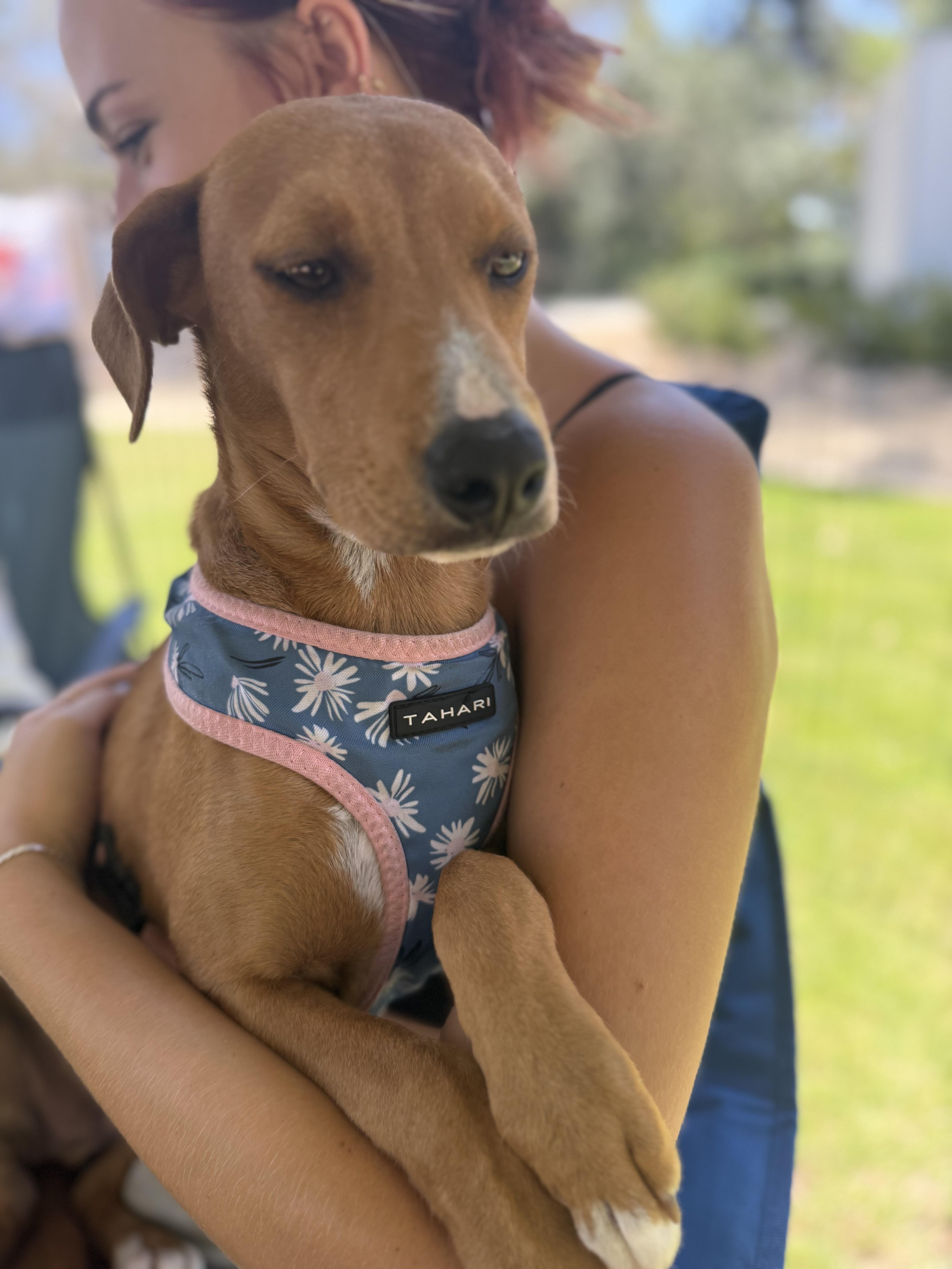 River, a ADOPTABLE mixed breed in San Diego, CA image 1/6