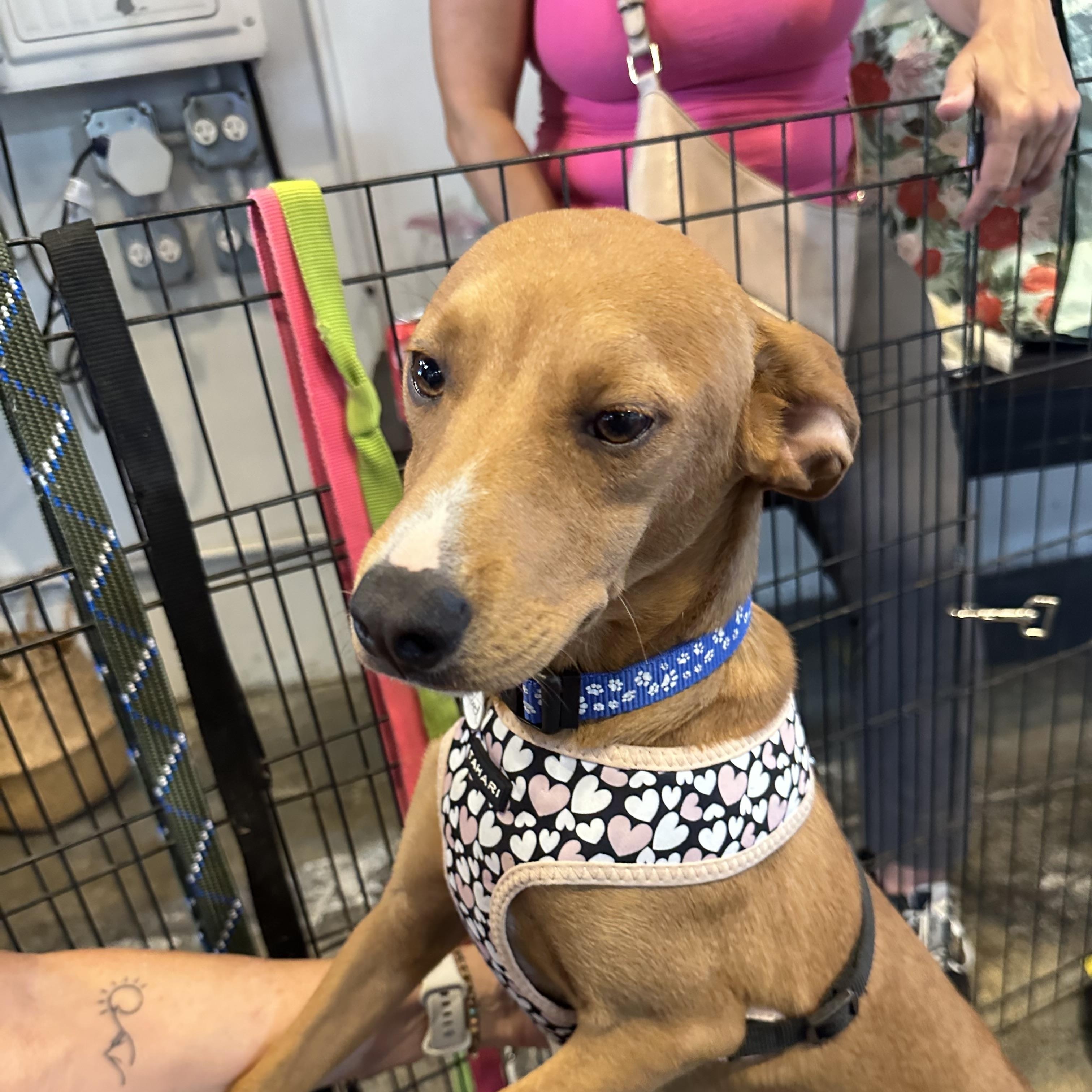 River, a ADOPTABLE mixed breed in San Diego, CA image 3/6