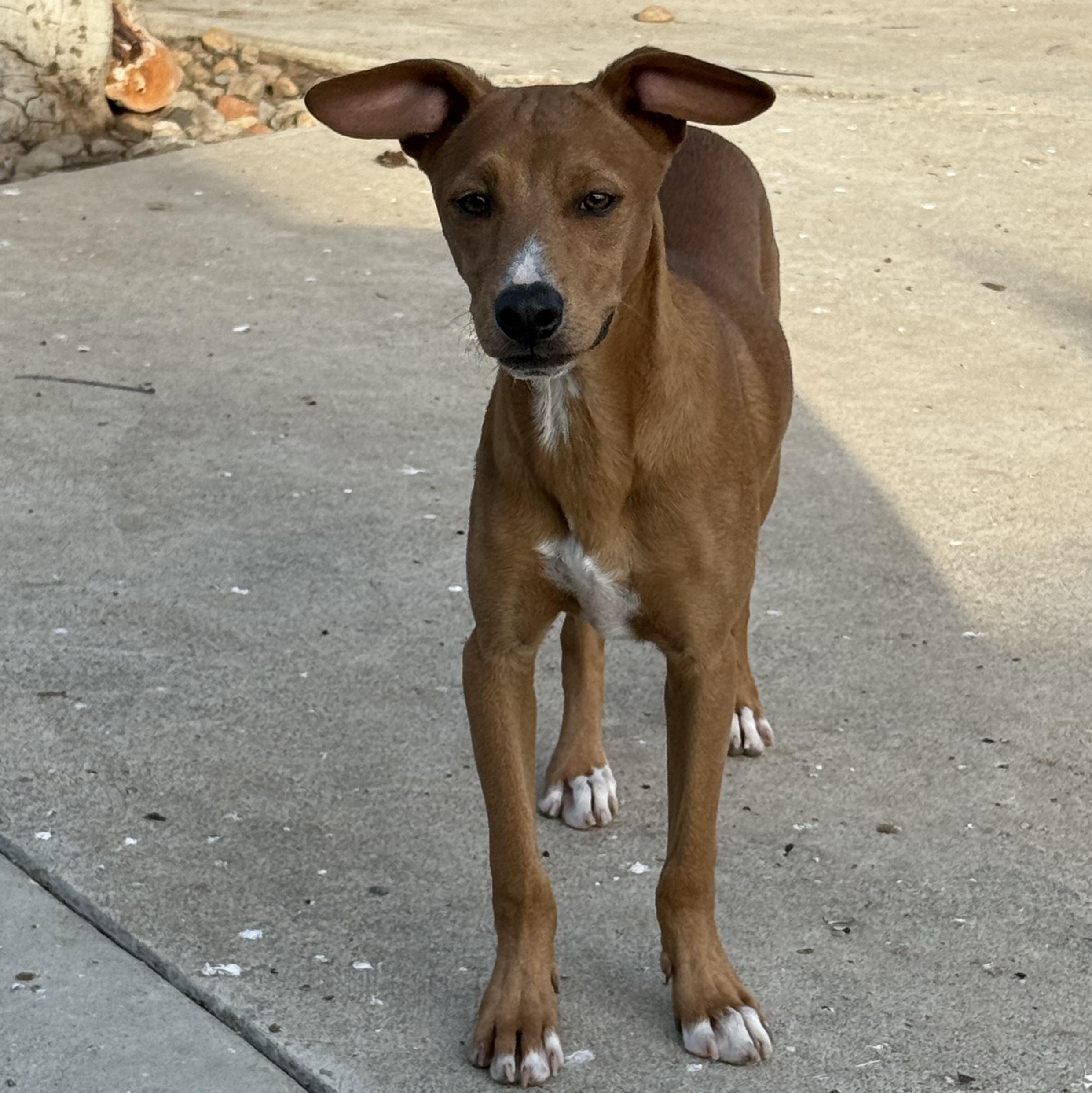 River, a ADOPTABLE mixed breed in San Diego, CA image 5/6