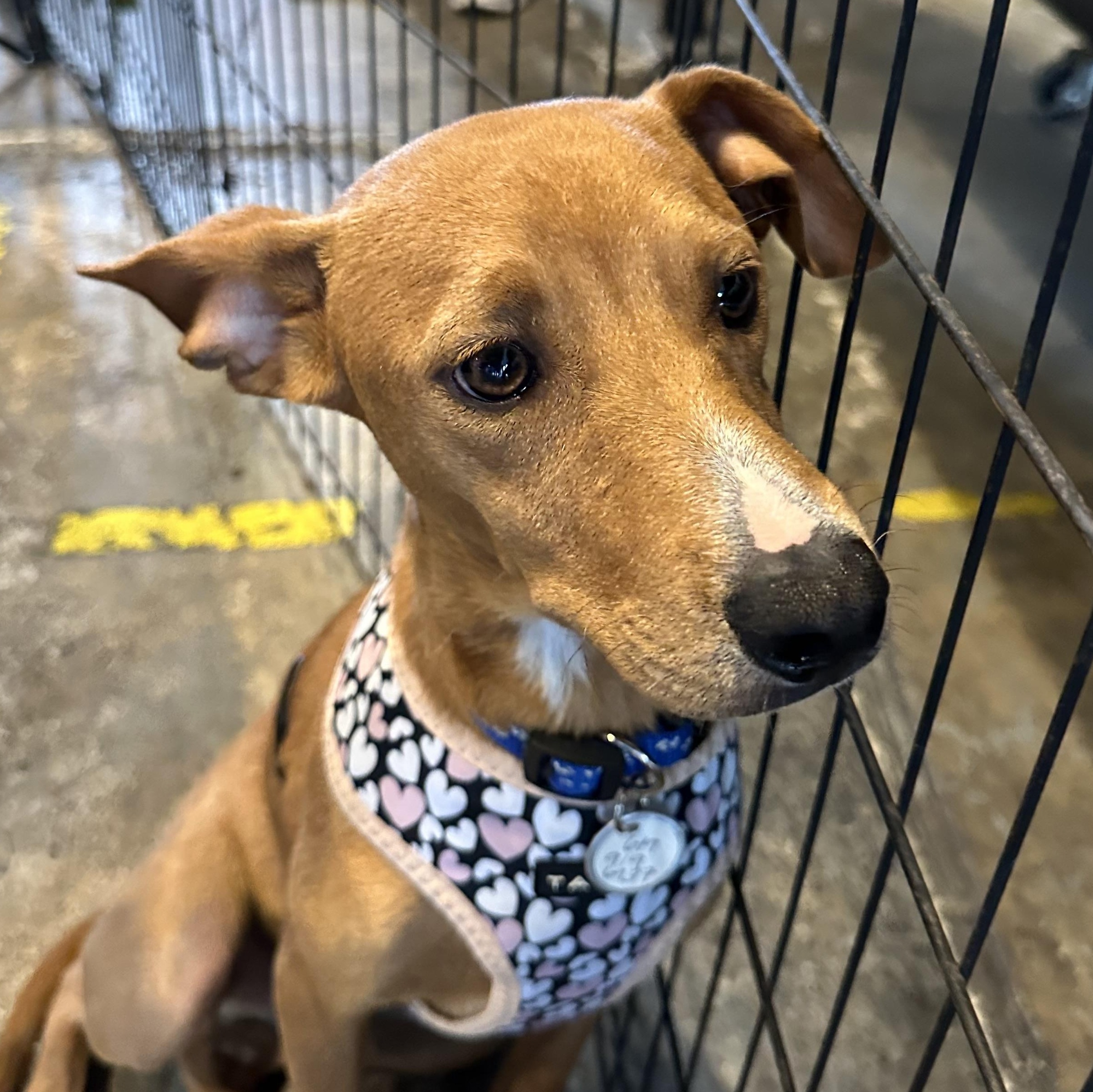 River, a ADOPTABLE mixed breed in San Diego, CA image 2/6