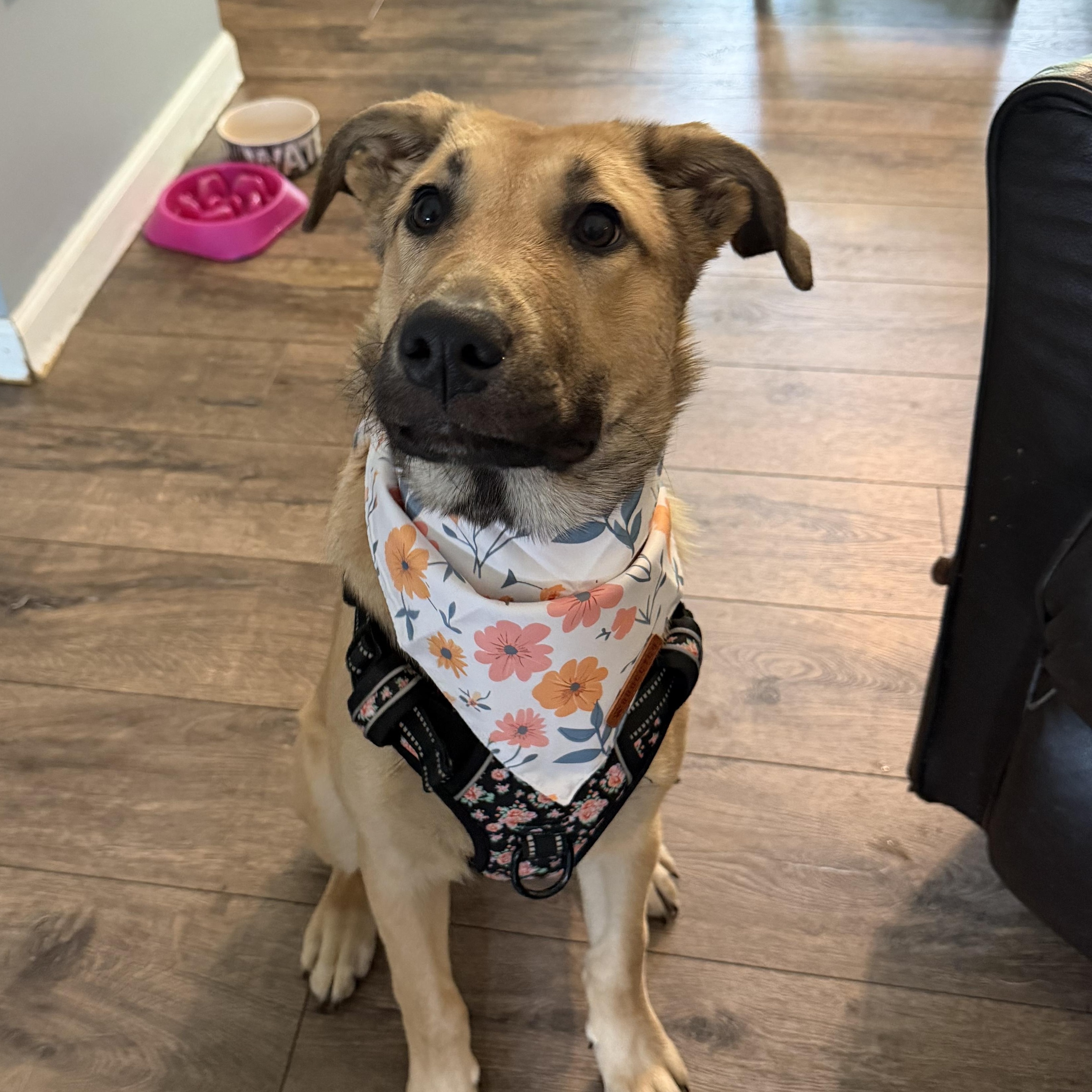 Enlarge Caramel, a ADOPTABLE mixed breed in Bettendorf, IA image 2/5