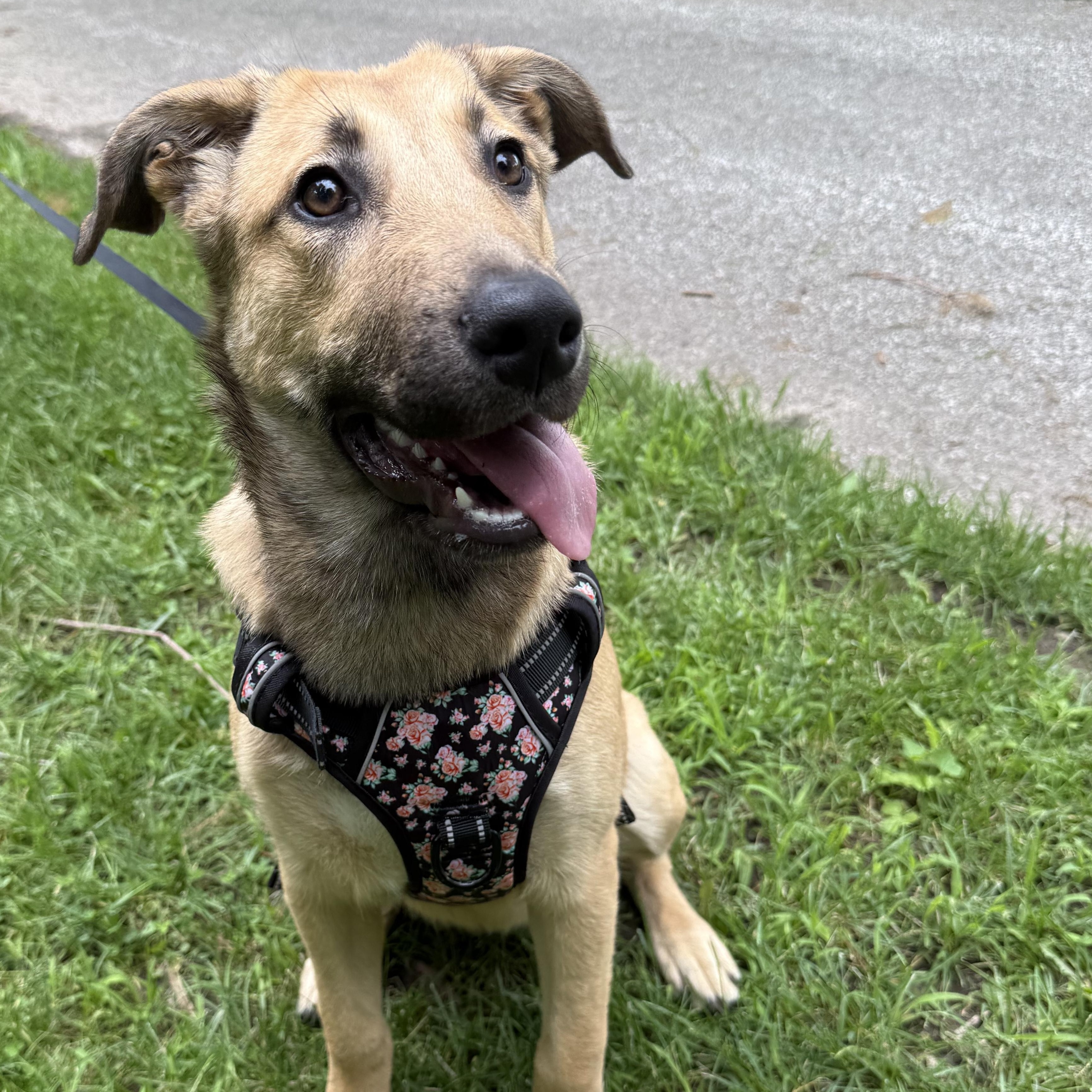 Enlarge Caramel, a ADOPTABLE mixed breed in Bettendorf, IA image 3/5