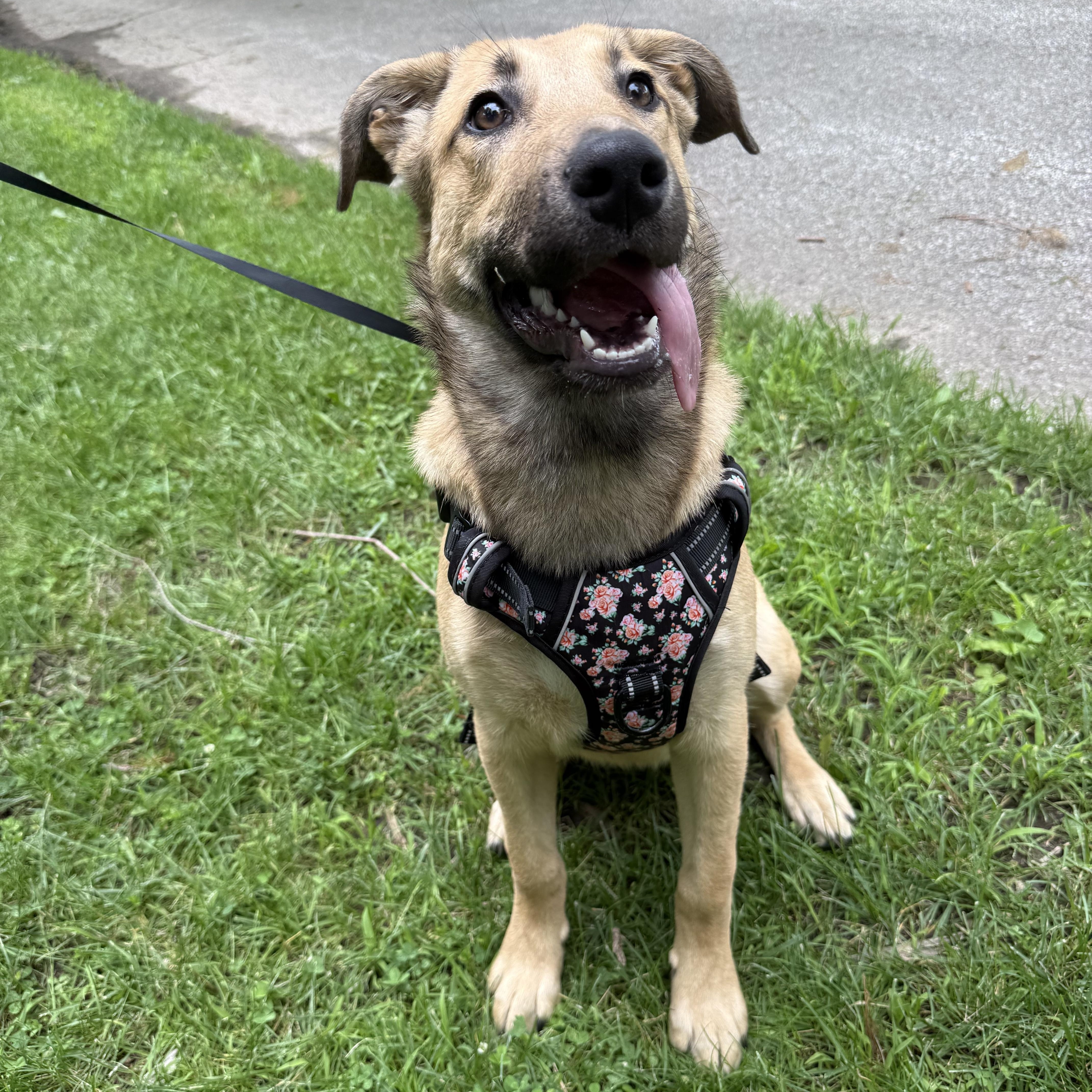 Enlarge Caramel, a ADOPTABLE mixed breed in Bettendorf, IA image 1/5