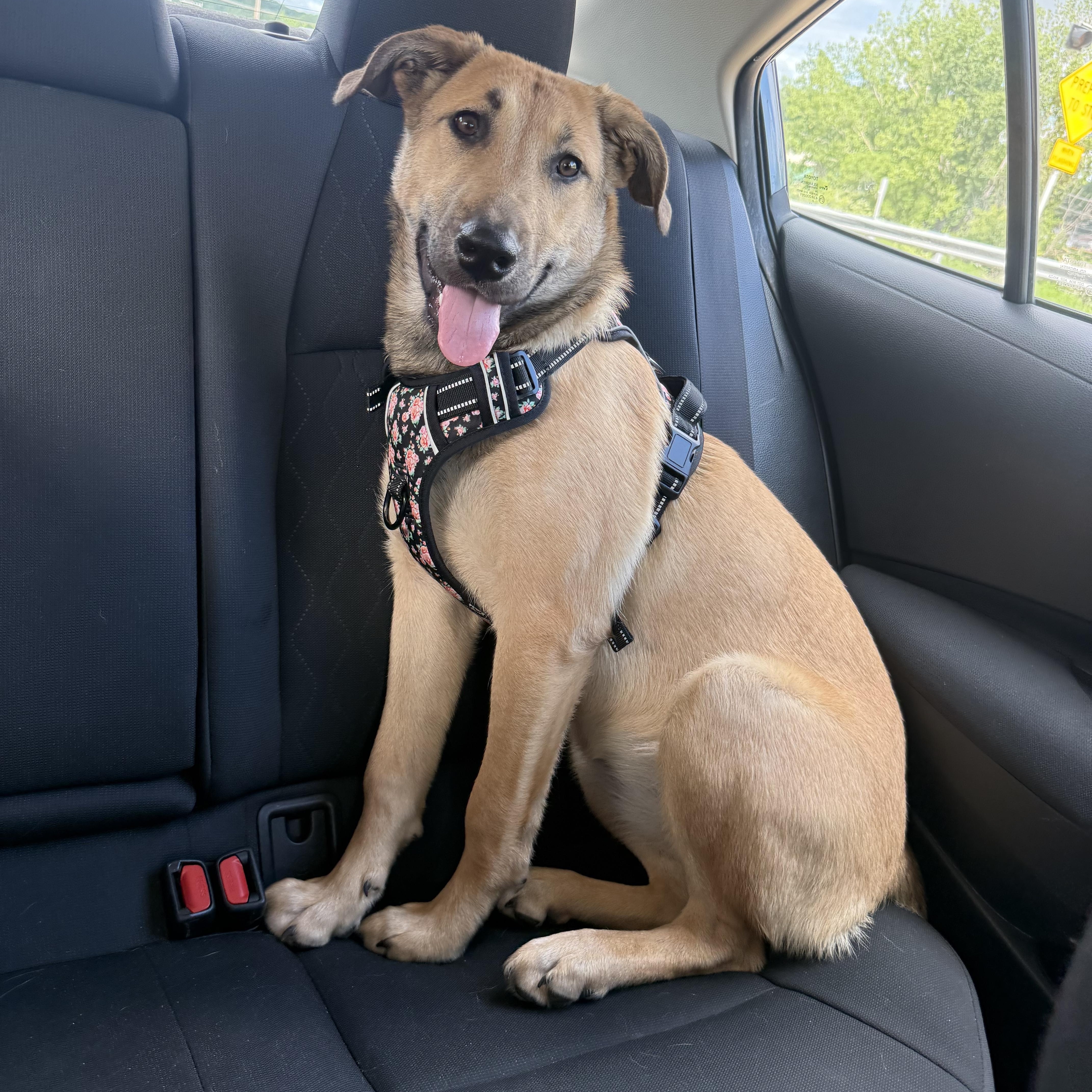 Enlarge Caramel, a ADOPTABLE mixed breed in Bettendorf, IA image 4/5