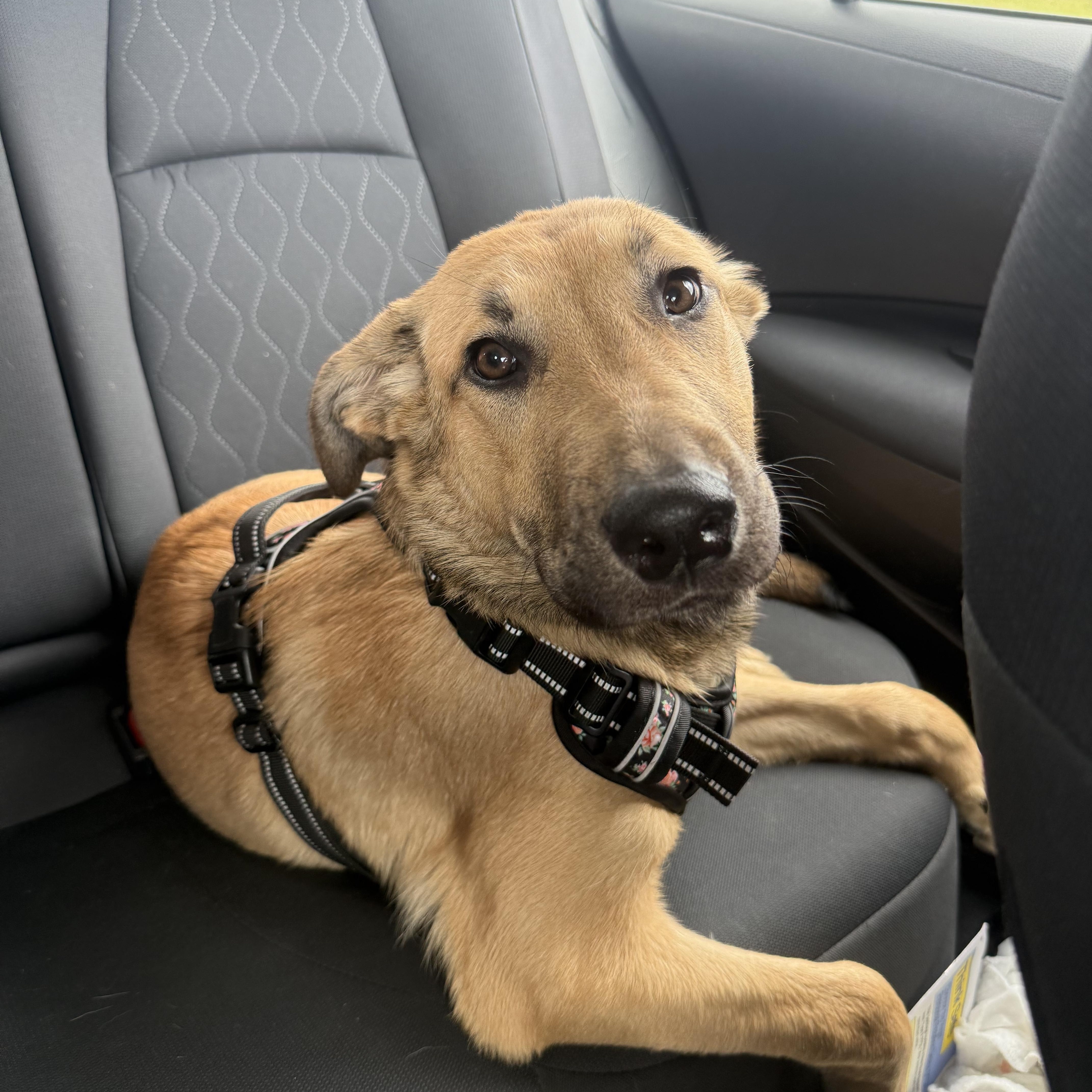 Enlarge Caramel, a ADOPTABLE mixed breed in Bettendorf, IA image 5/5