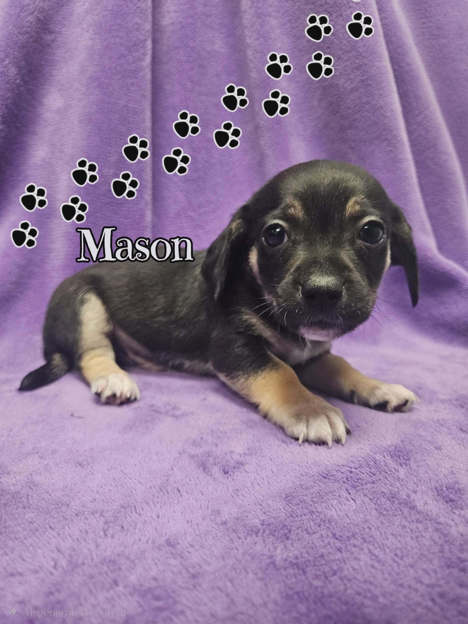 Mason/Wally, Adopted, Puppy Male Chihuahua & Dachshund.